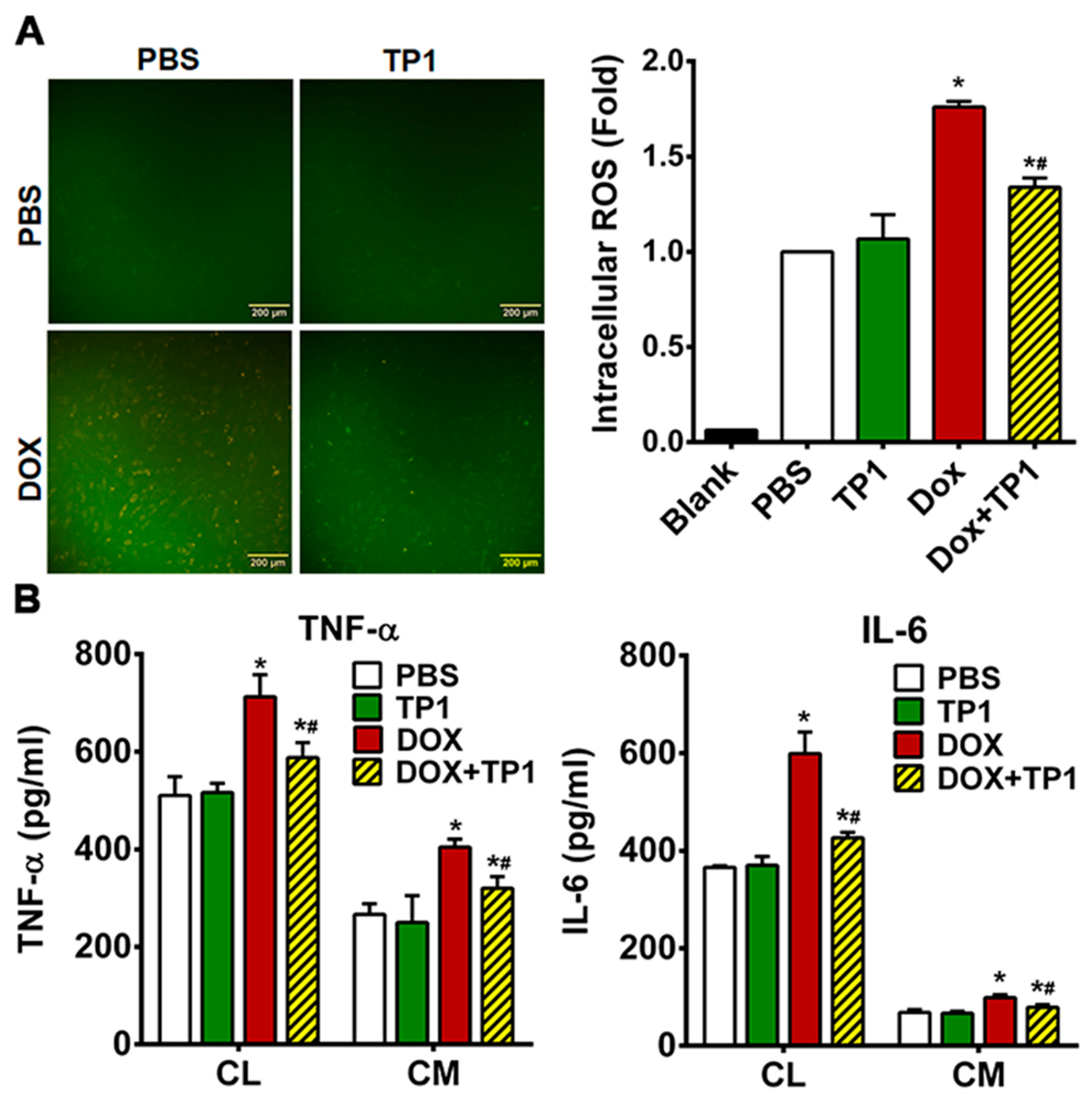 Antioxidants 14 00493 g005