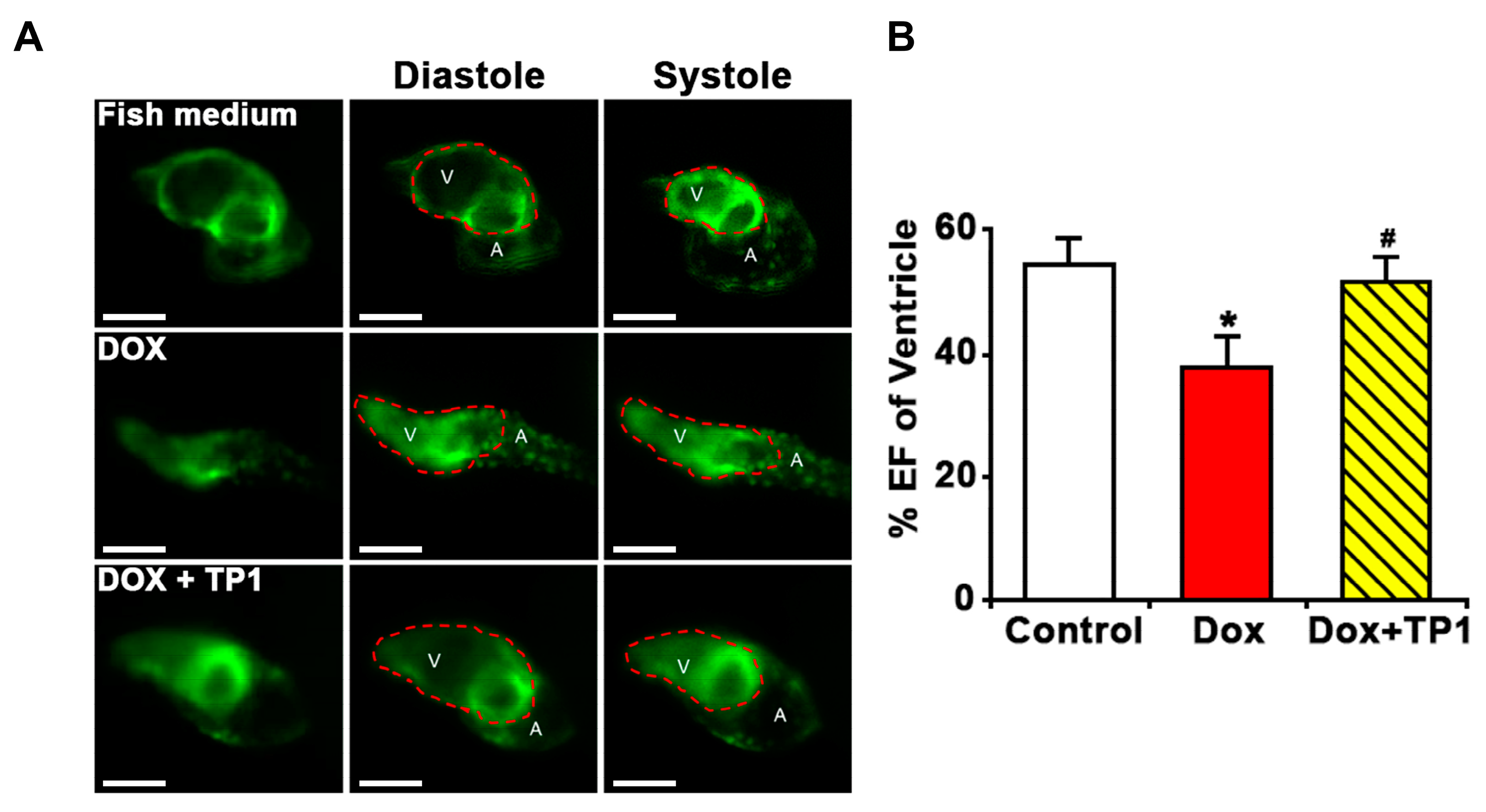 Antioxidants 14 00493 g007