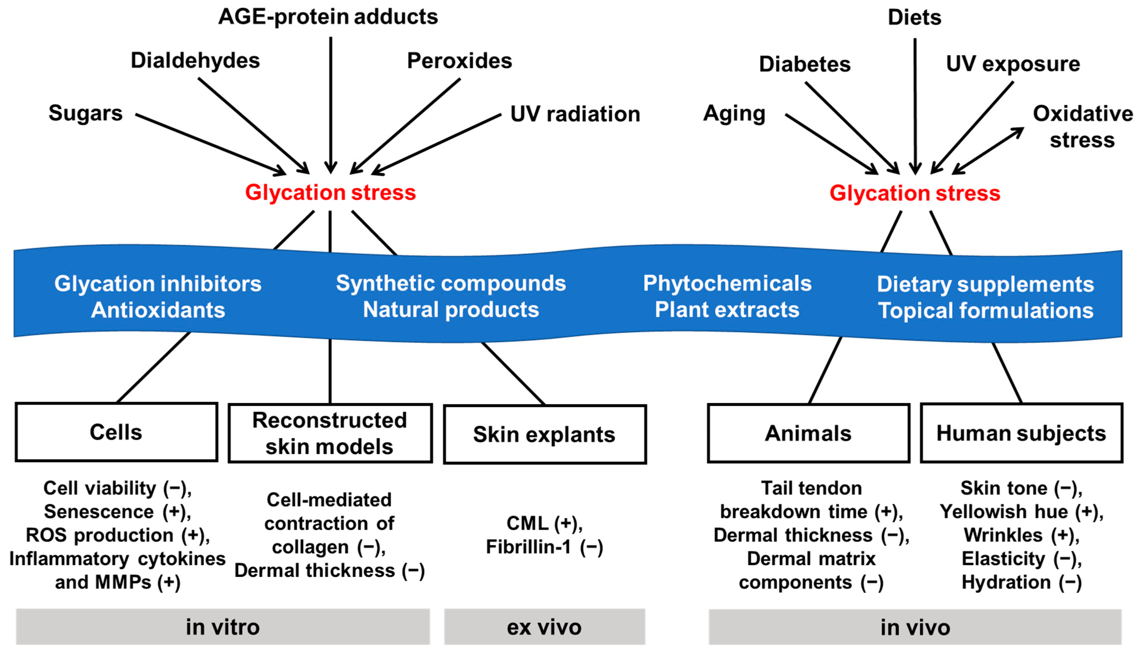 Antioxidants 14 00498 g001 Antioxidants 14 00498 g001