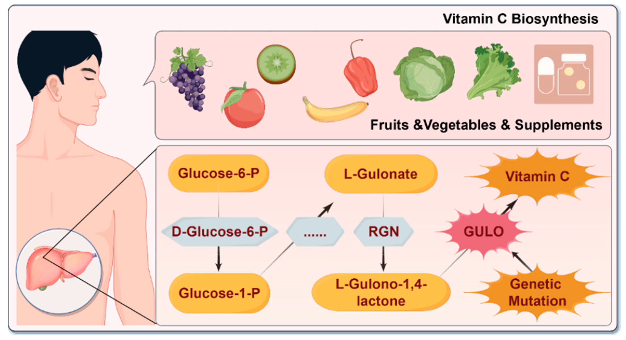 Antioxidants 14 00506 g001