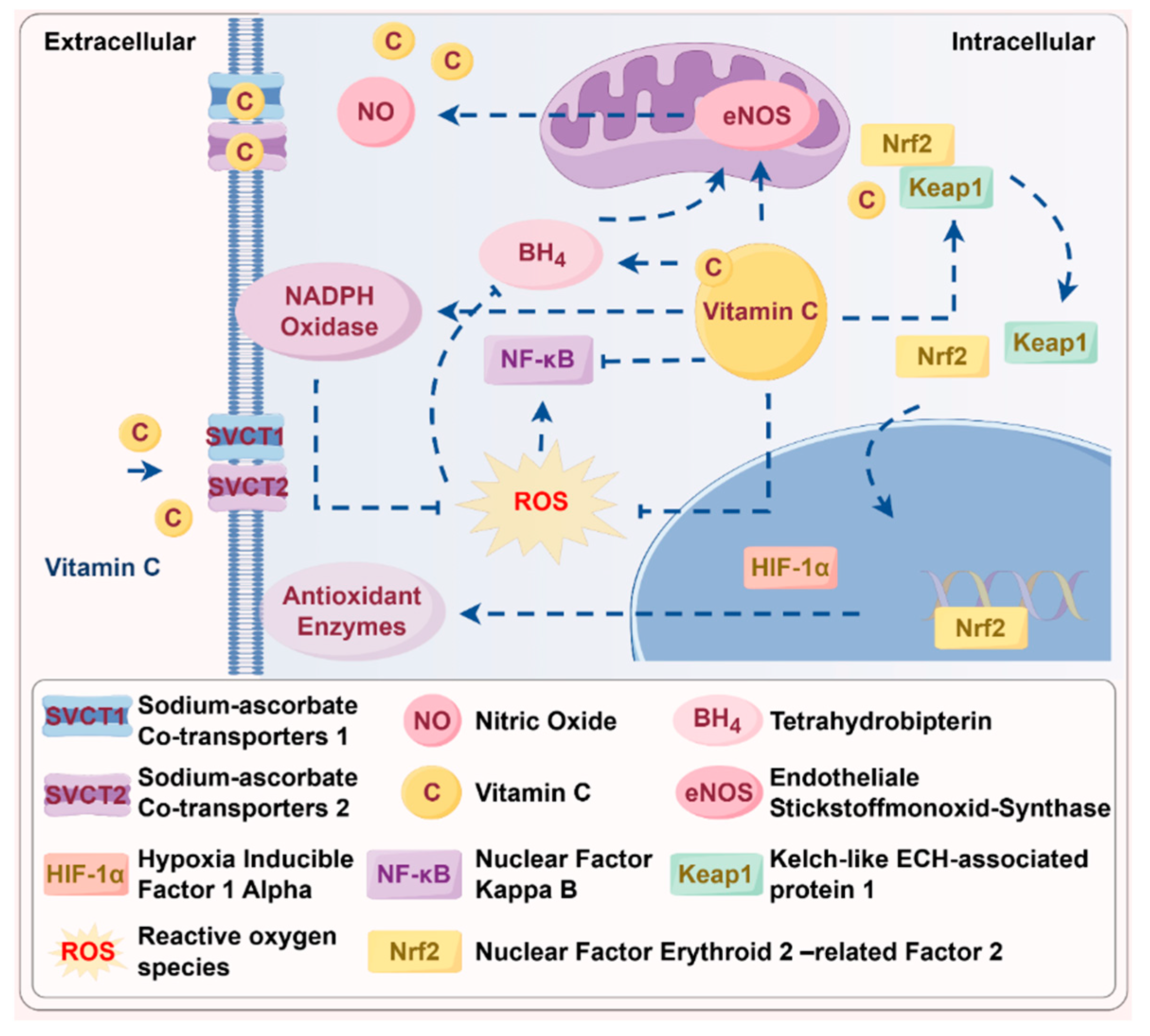 Antioxidants 14 00506 g003