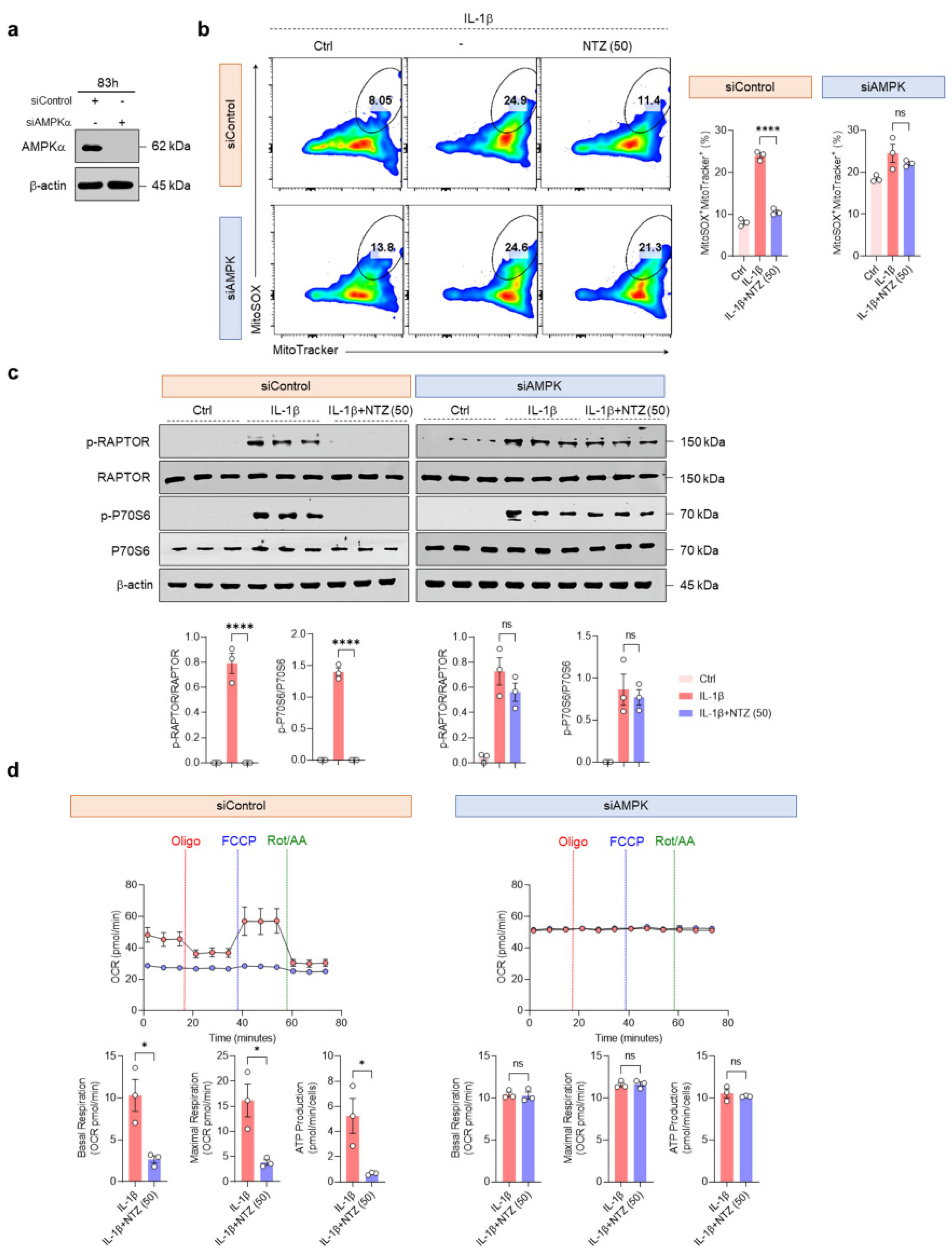 Antioxidants 14 00512 g005