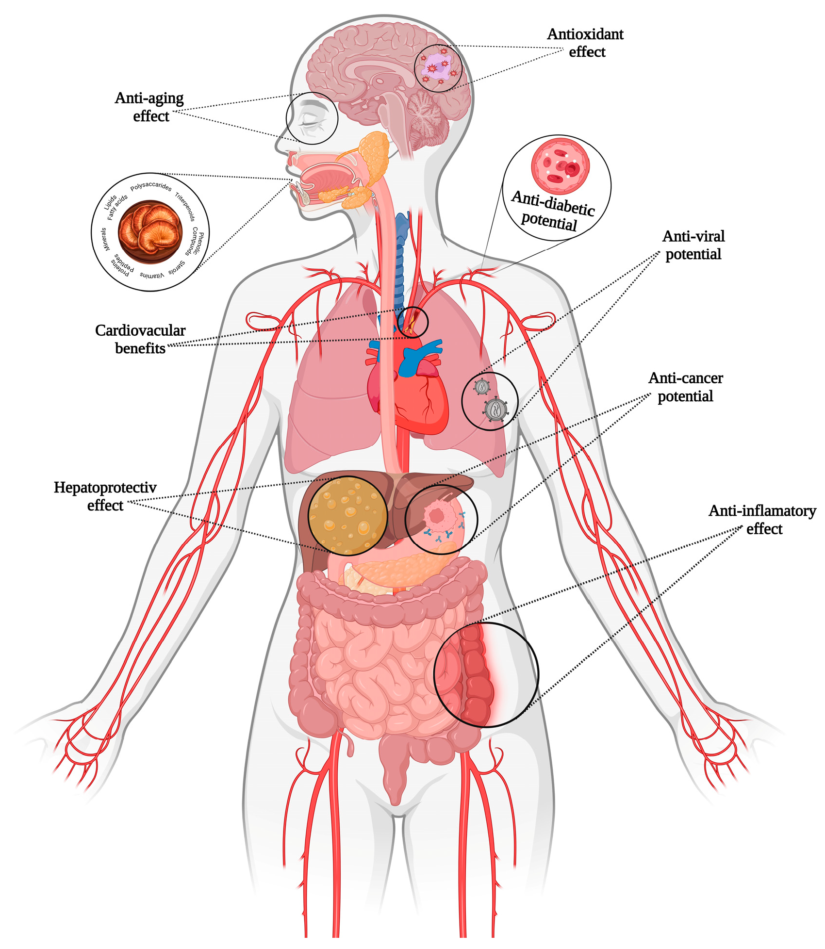 Antioxidants 14 00513 g003