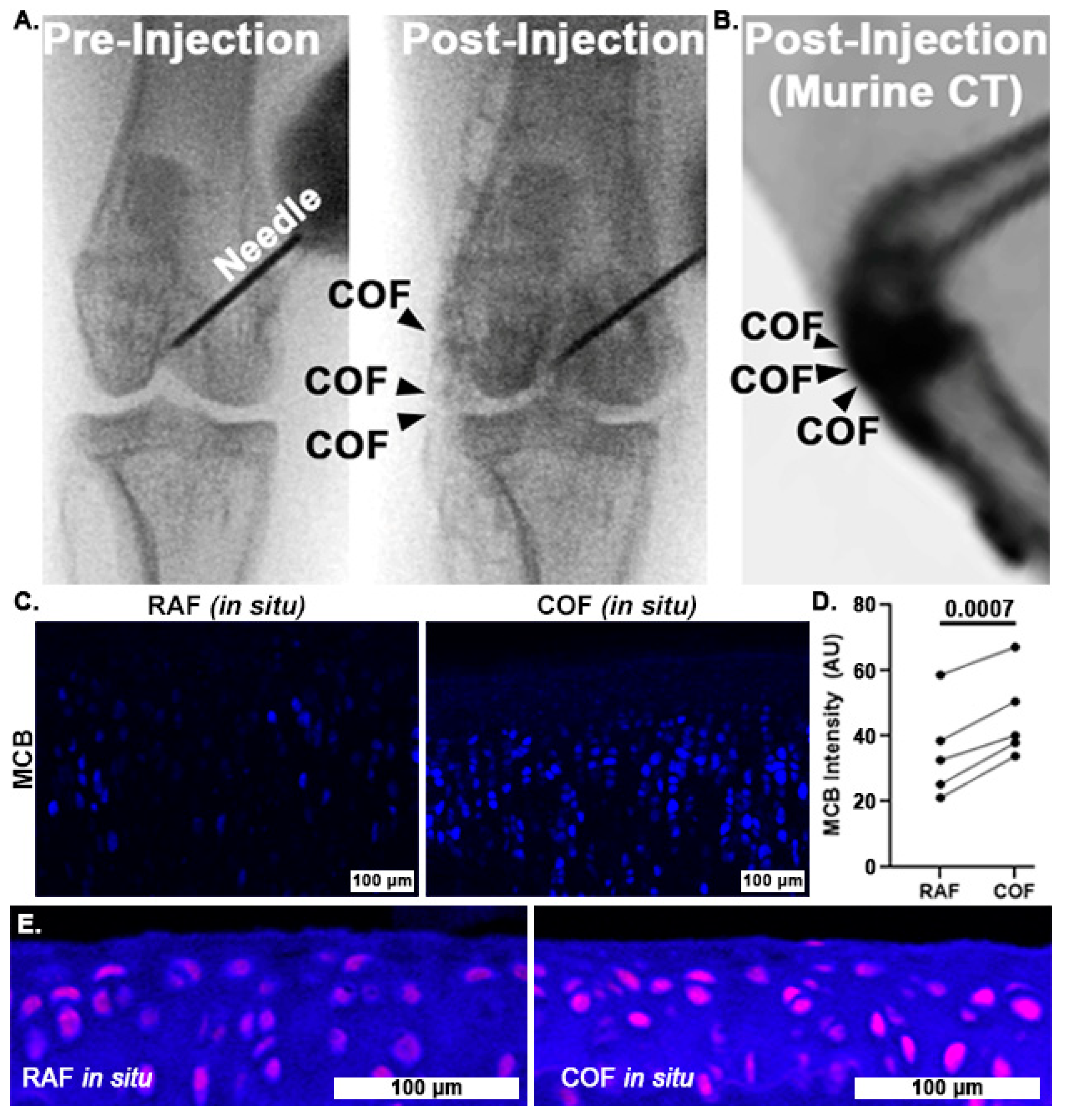 Antioxidants 14 00514 g004
