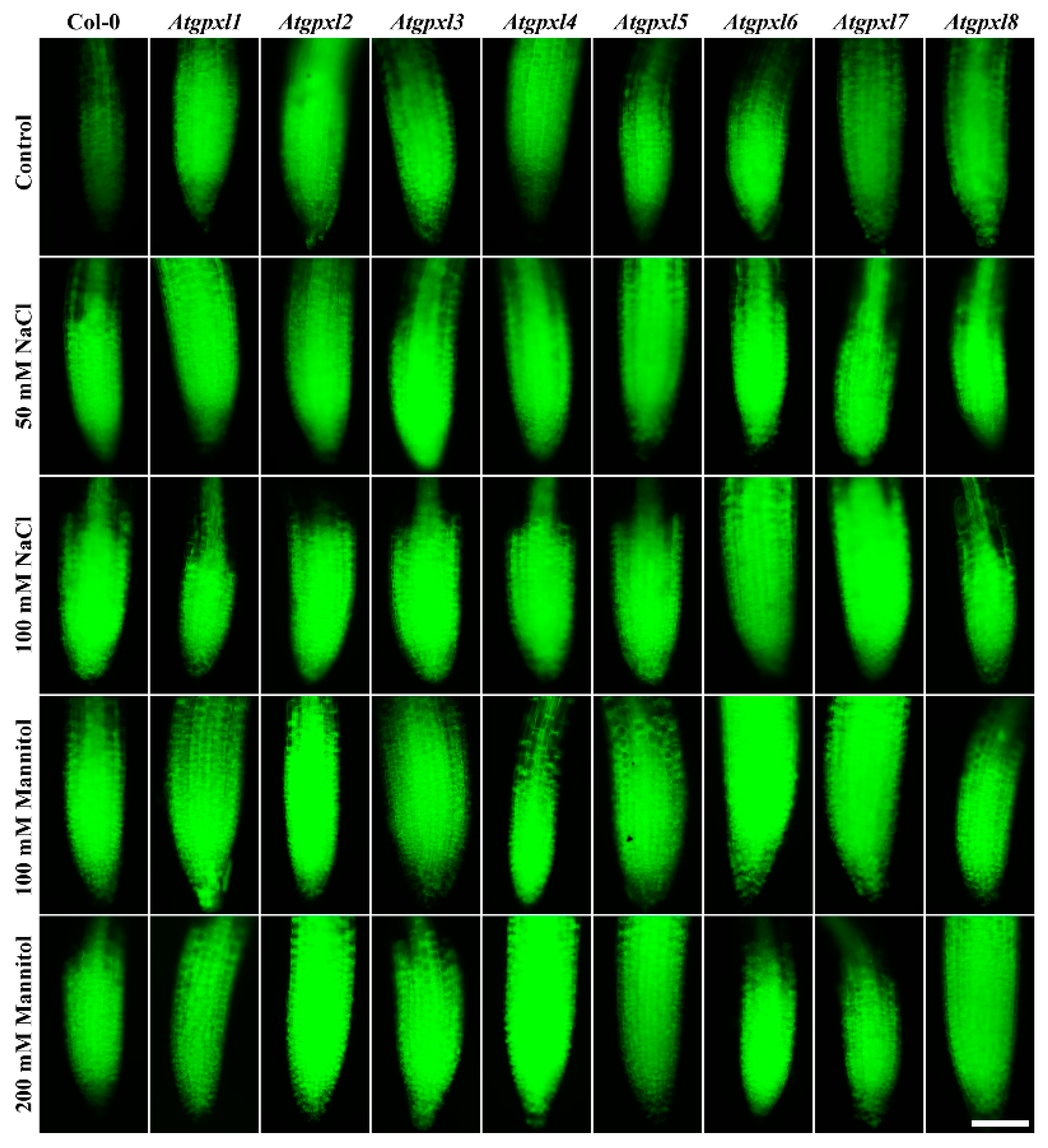 Antioxidants 14 00518 g005