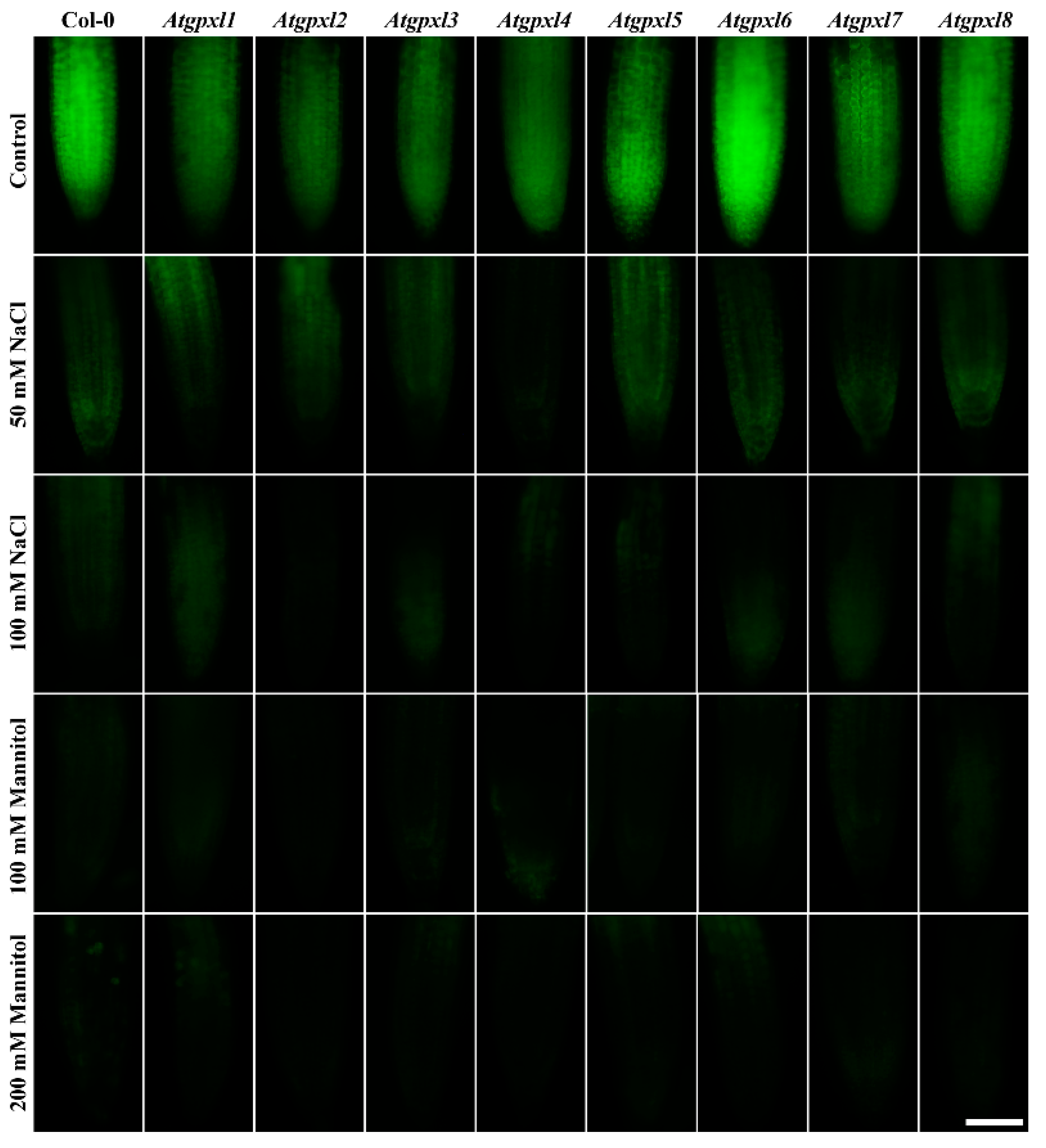 Antioxidants 14 00518 g006