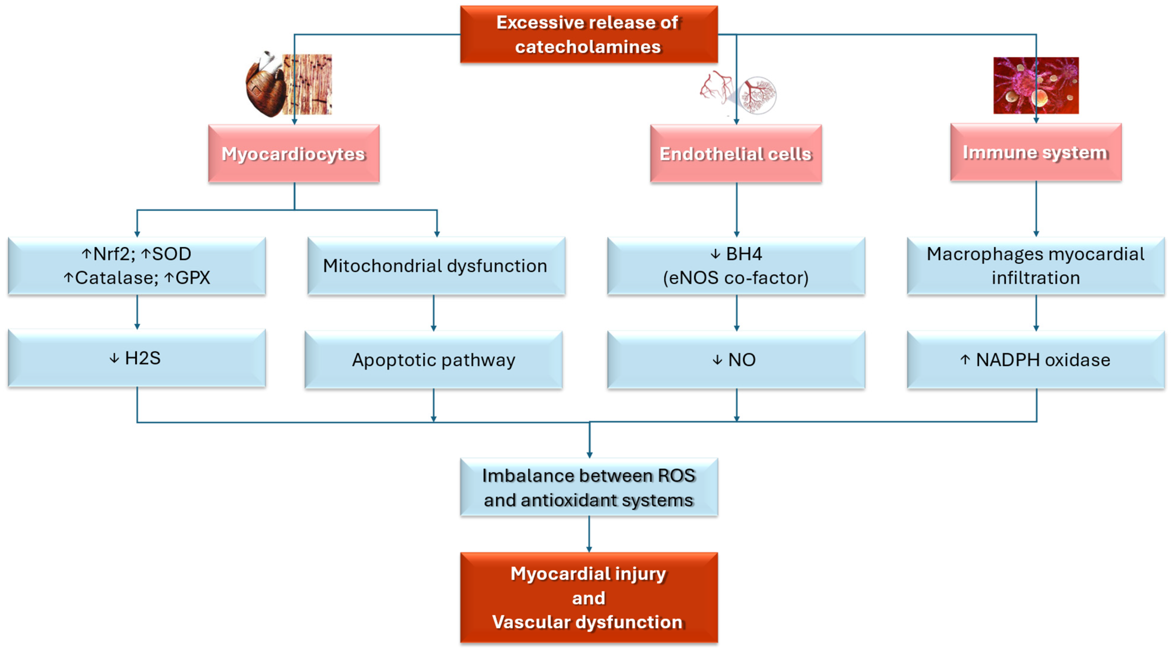 Antioxidants 14 00522 g002