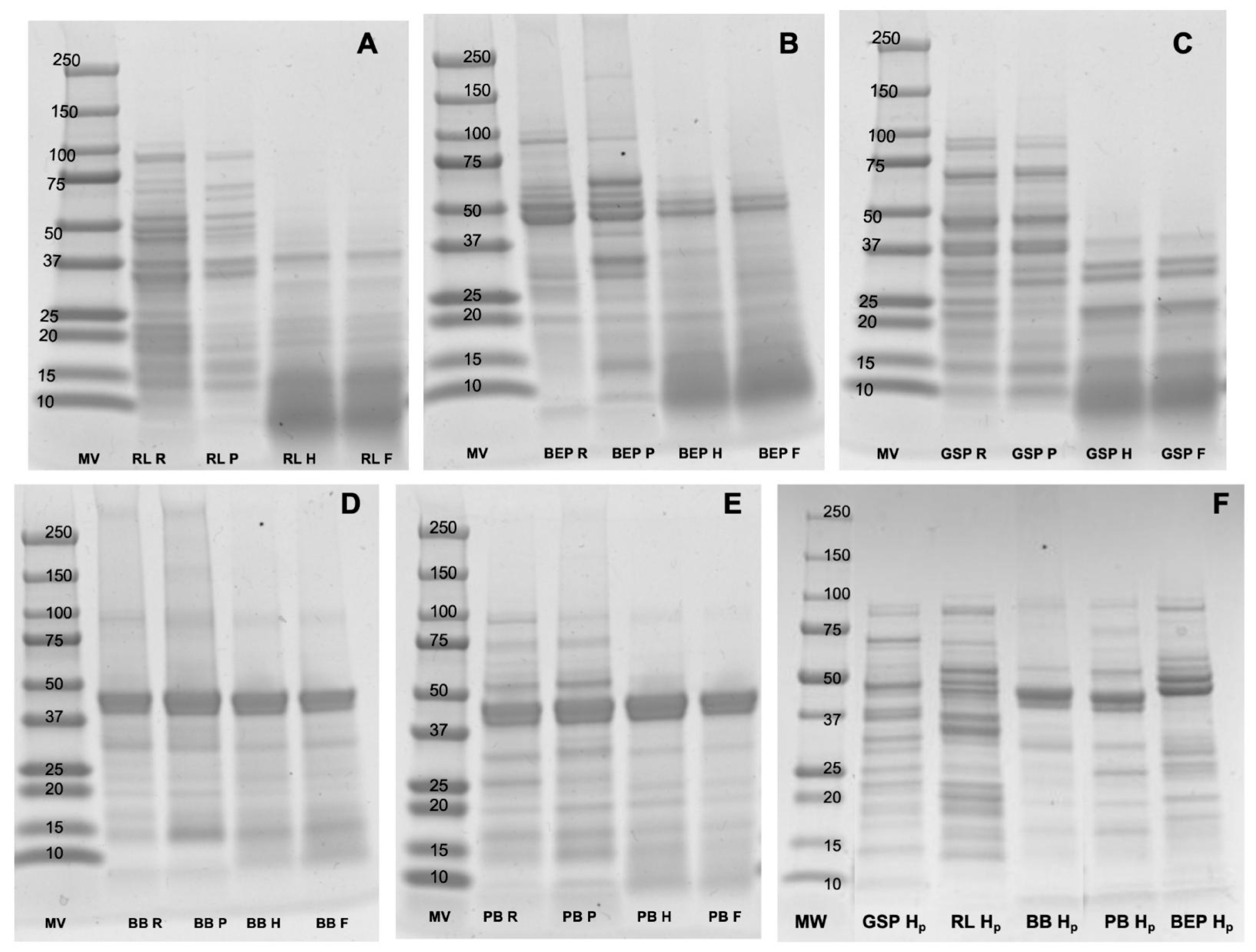 Antioxidants 14 00523 g004