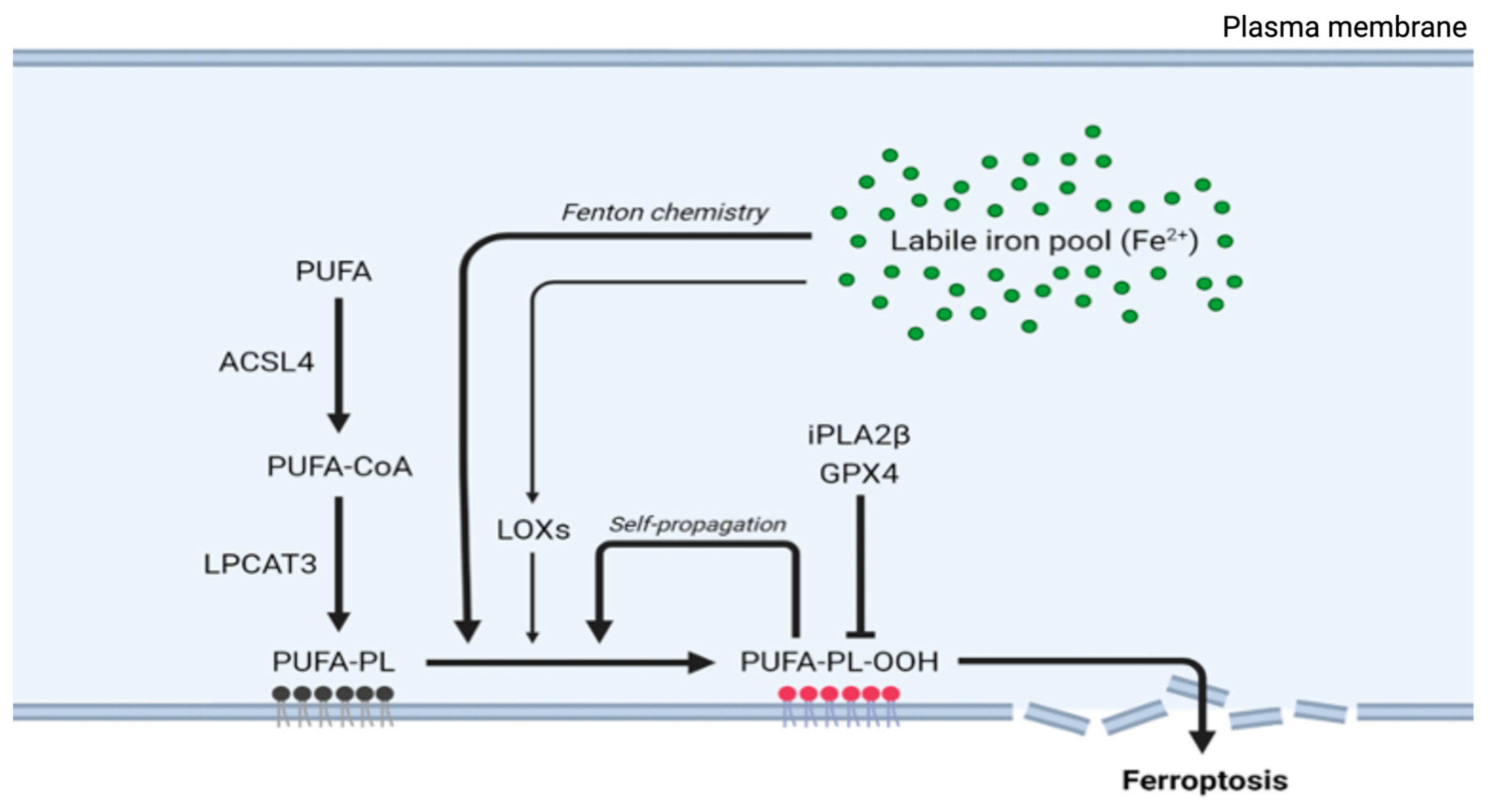 Antioxidants 14 00527 g002