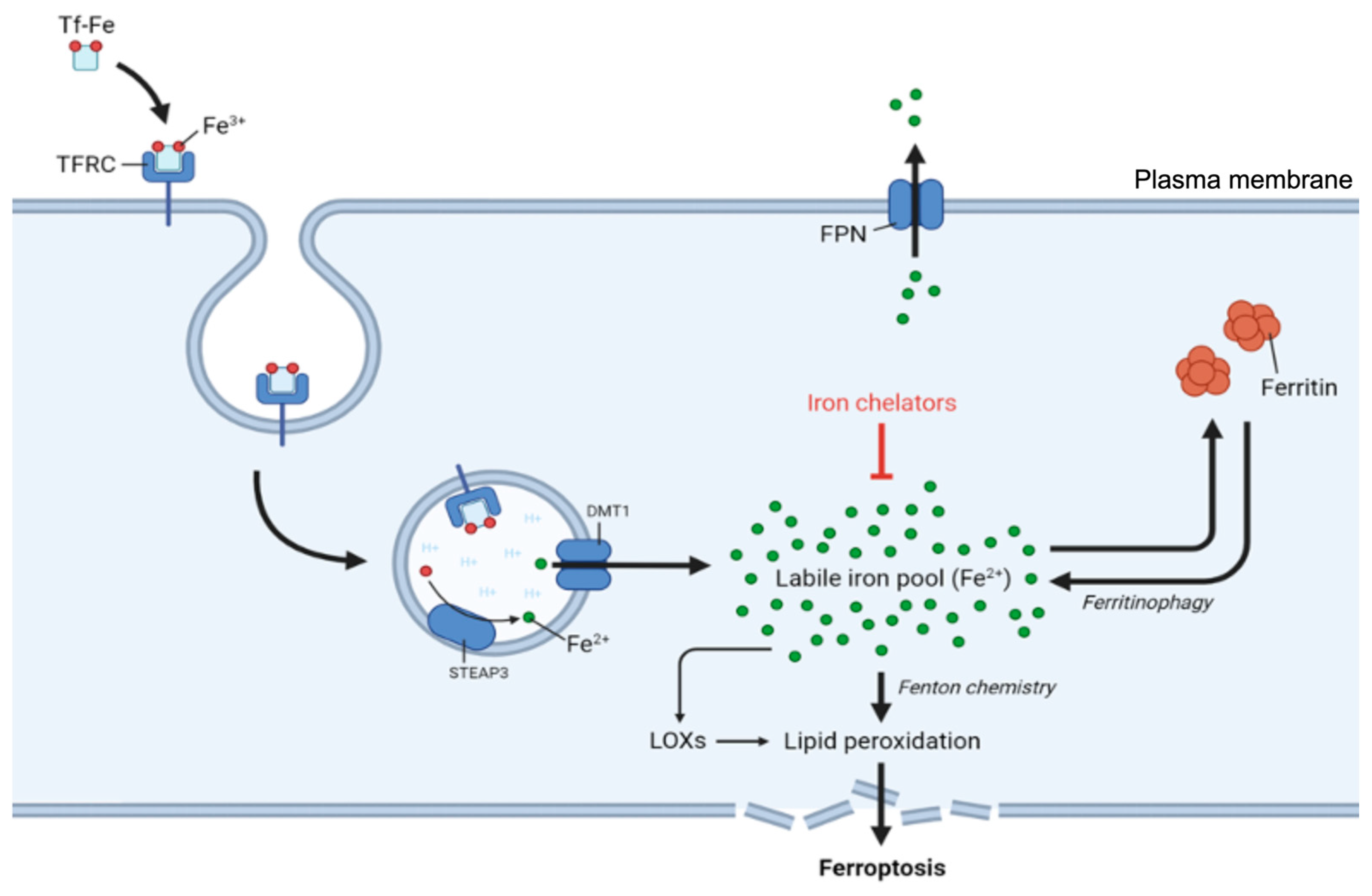 Antioxidants 14 00527 g003