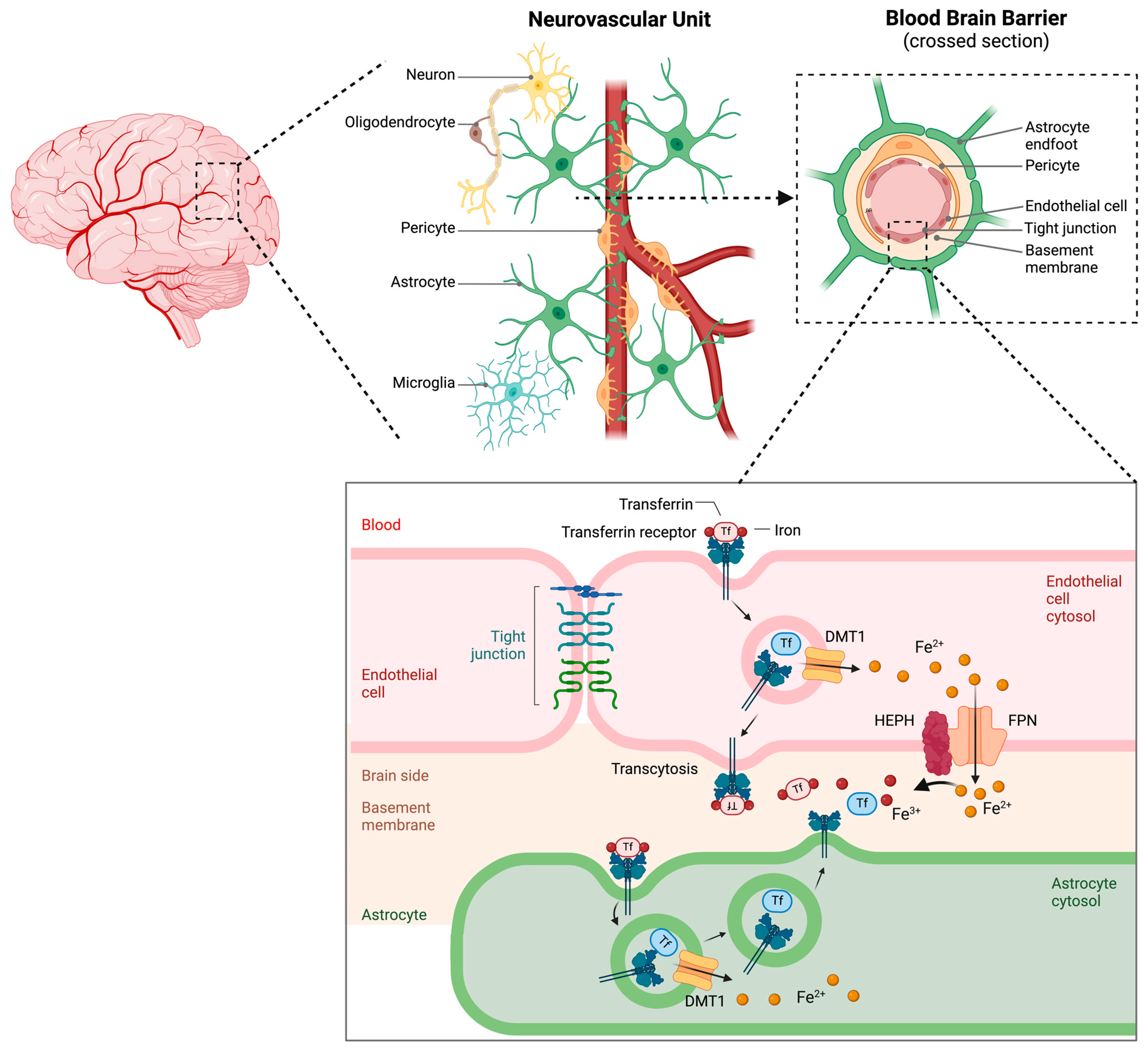 Antioxidants 14 00527 g005