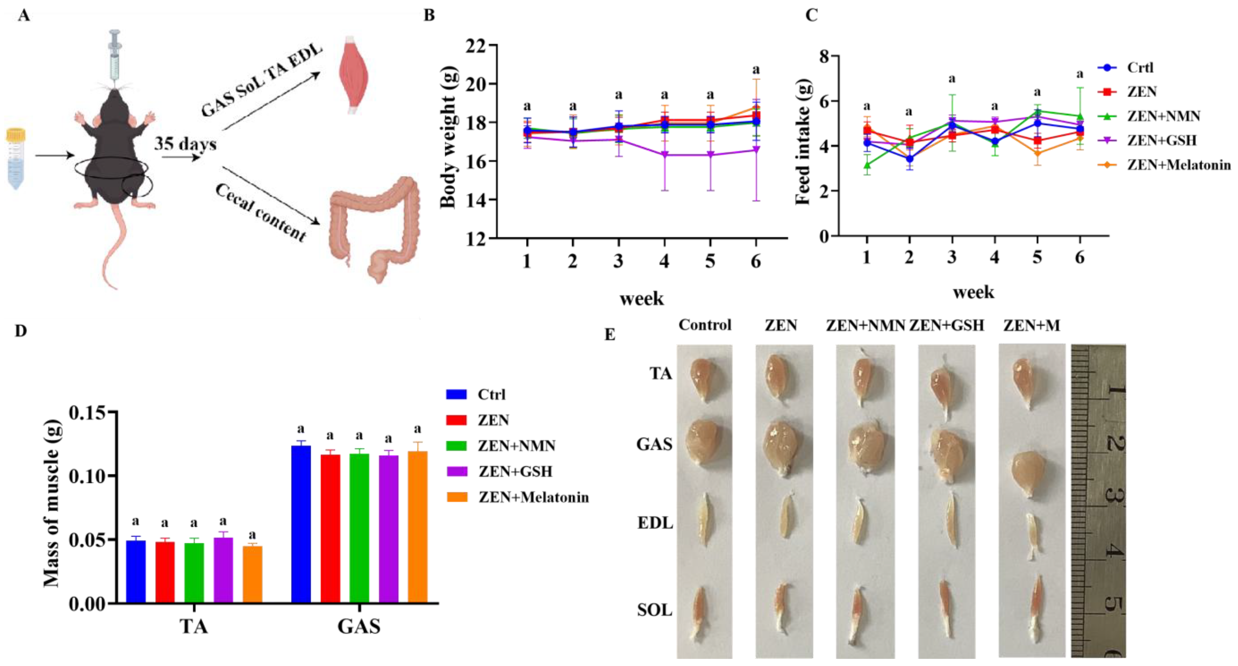 Antioxidants 14 00528 g004