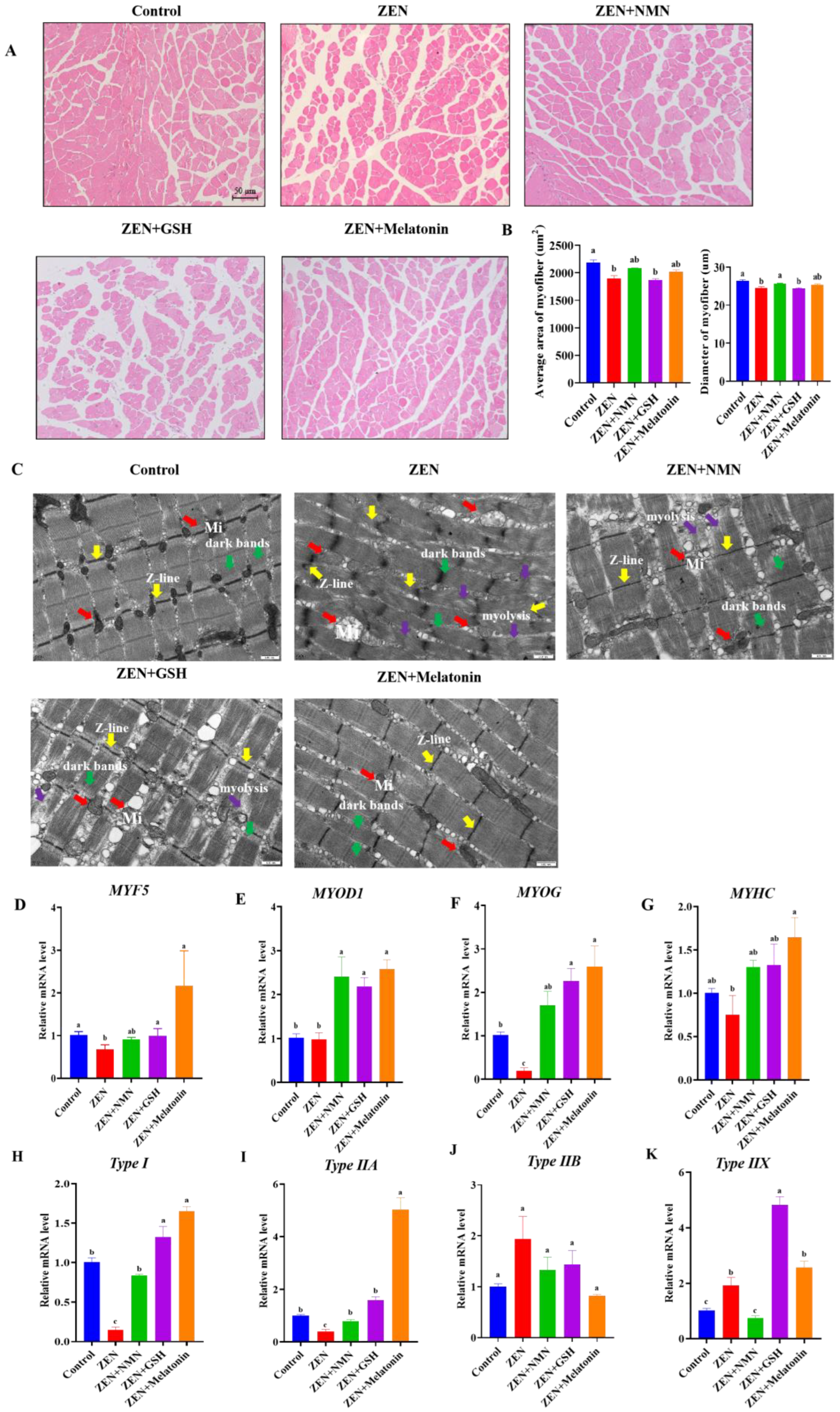Antioxidants 14 00528 g005
