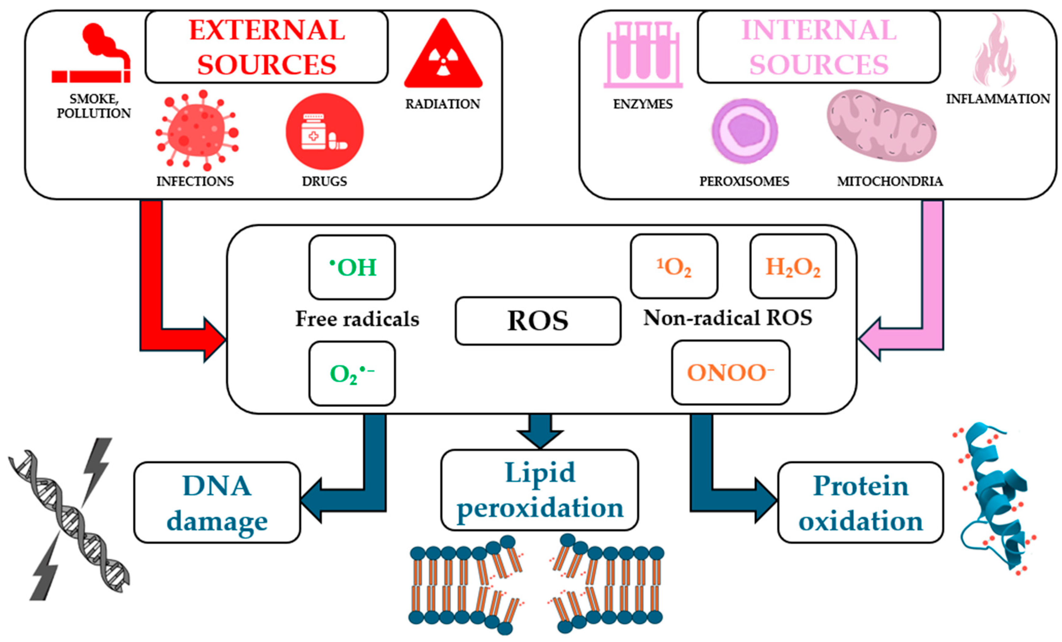 Antioxidants 14 00531 g001
