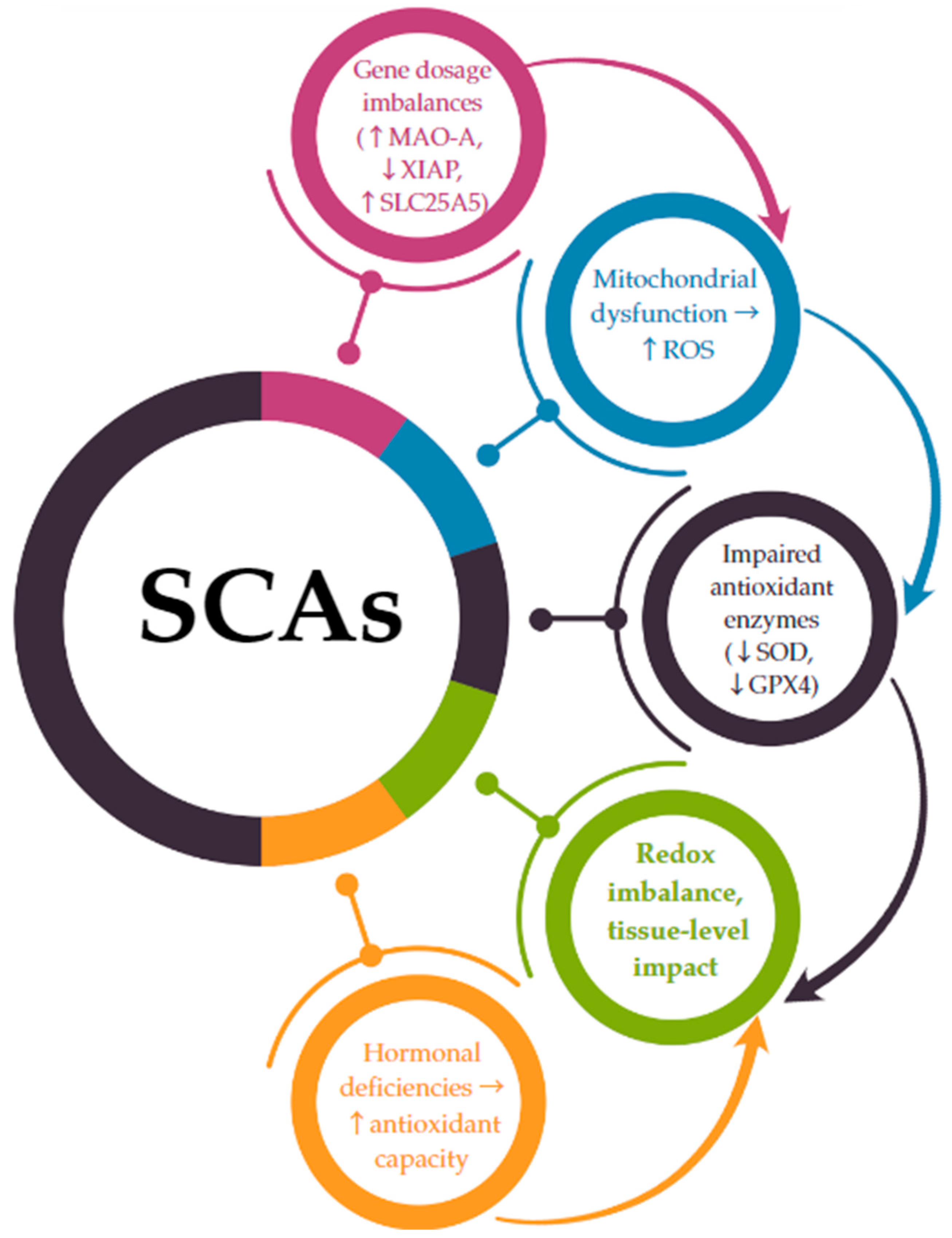 Antioxidants 14 00531 g002