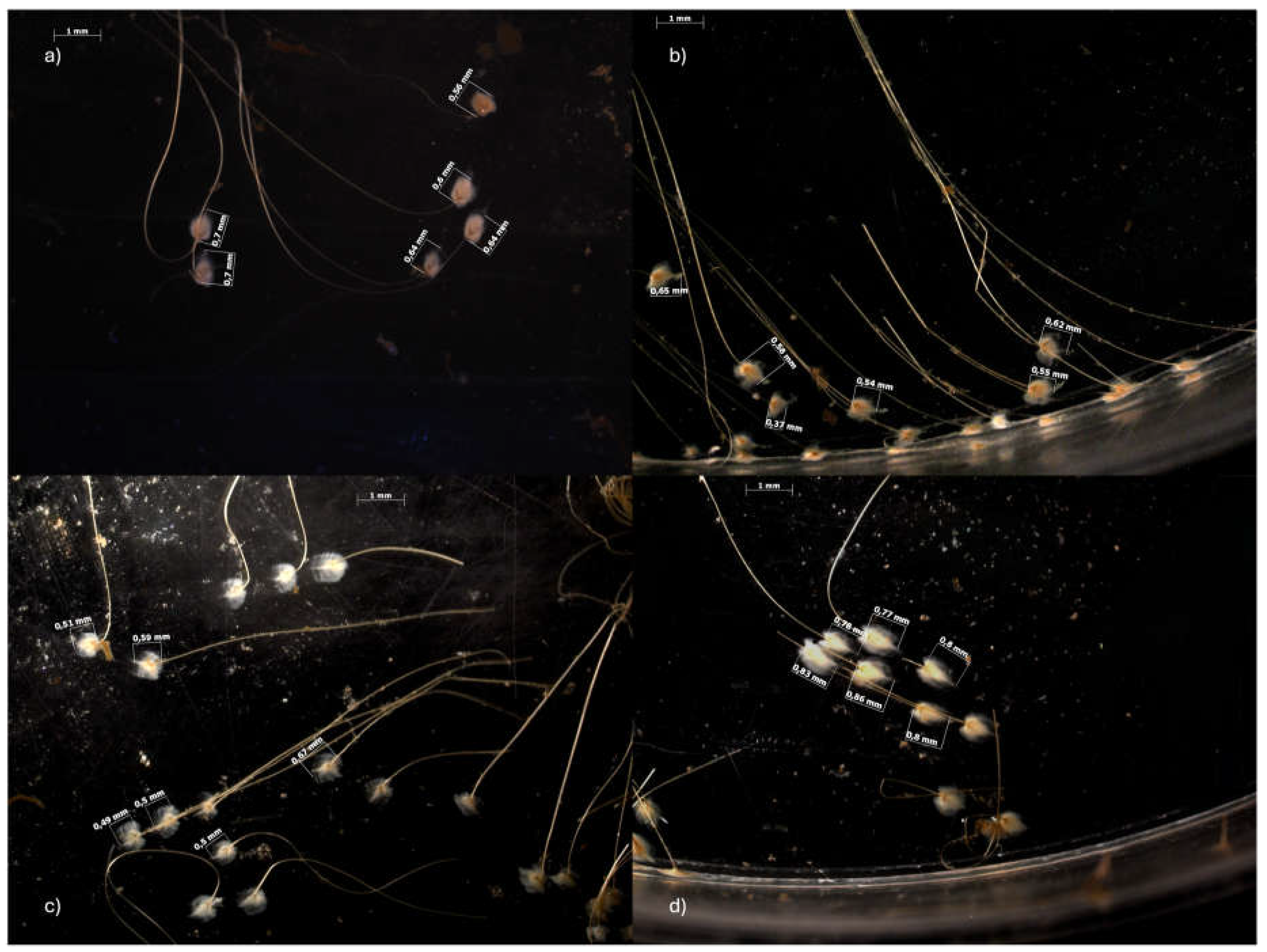 Antioxidants 14 00539 g002