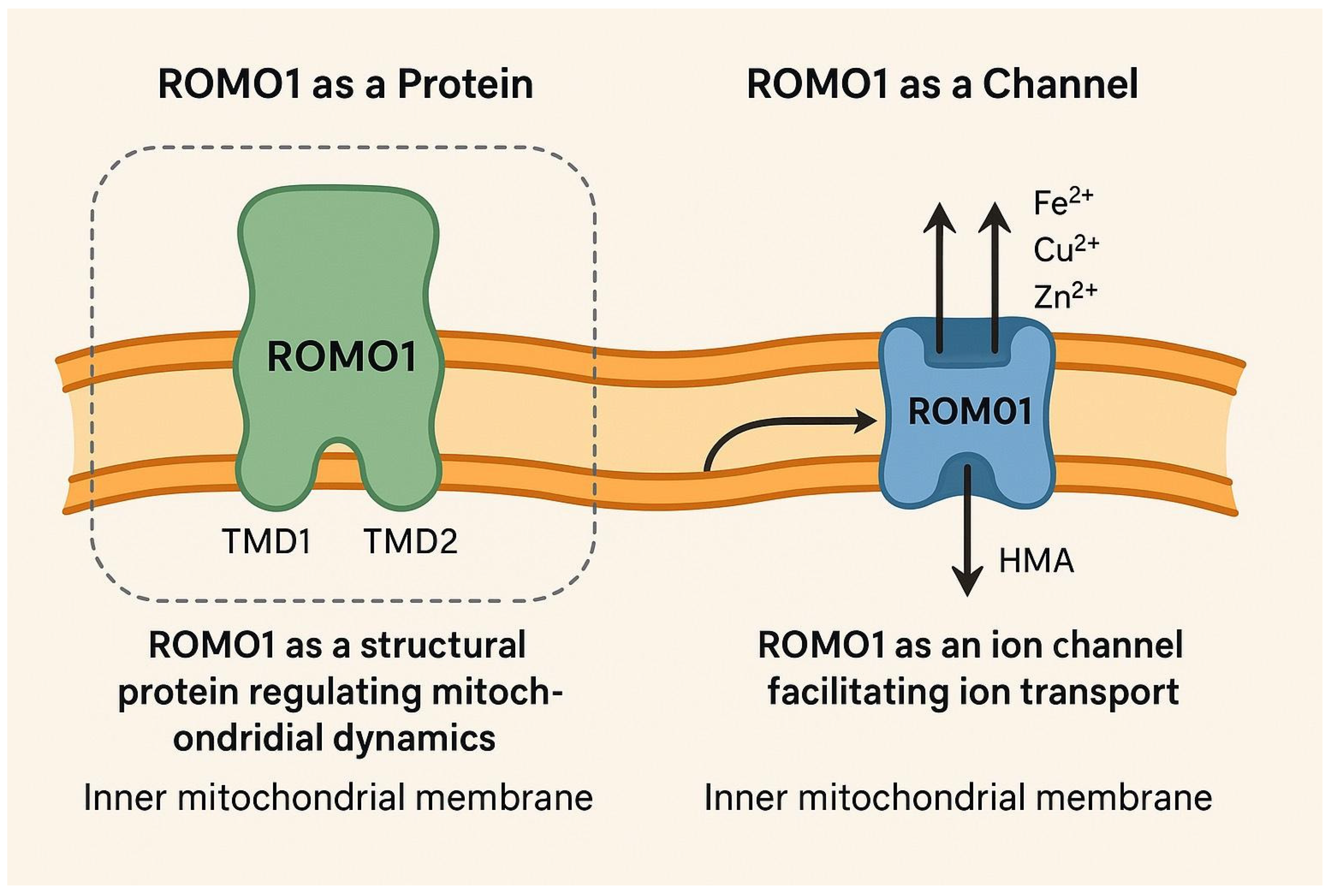 Antioxidants 14 00540 g001