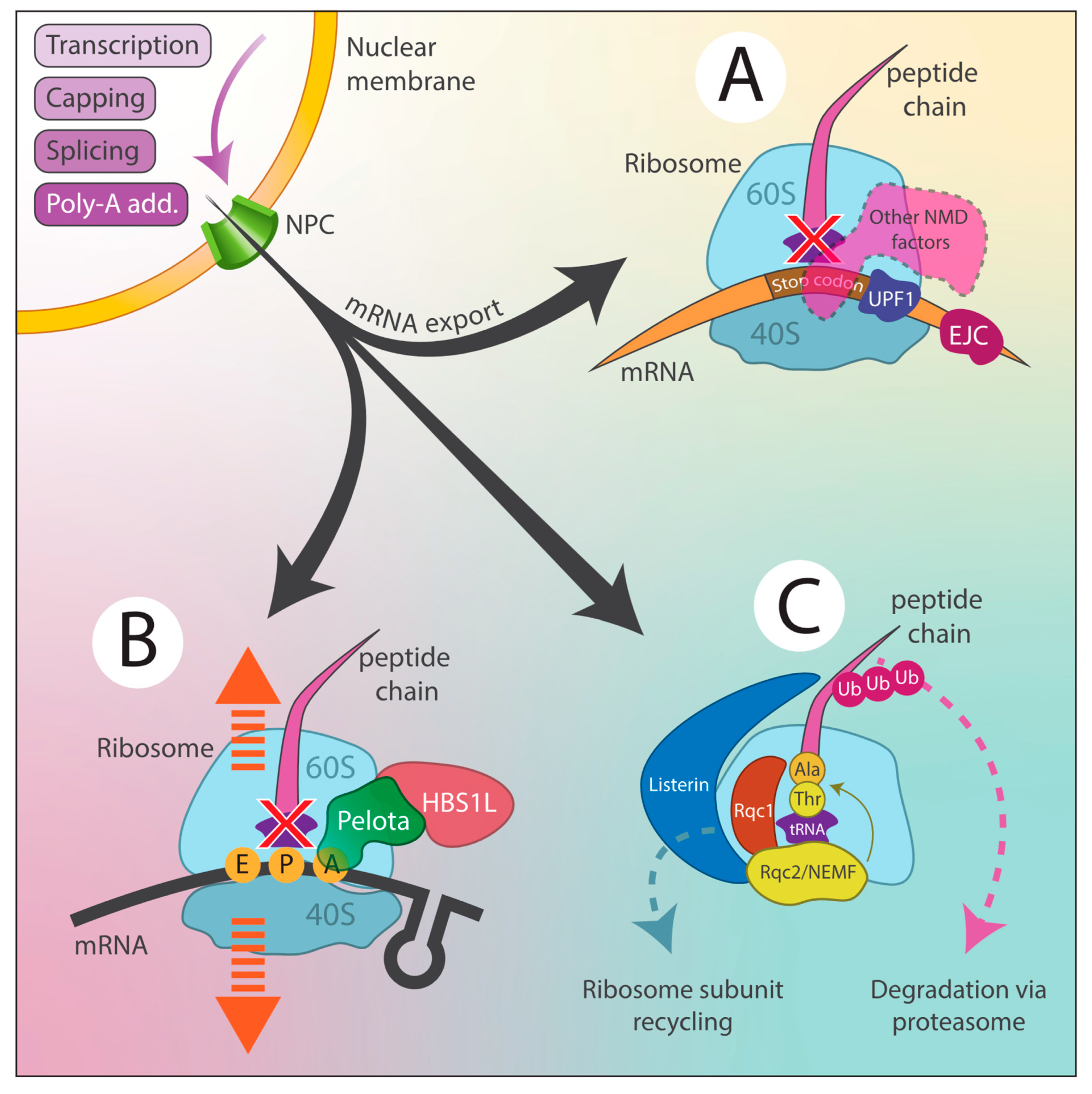 Antioxidants 14 00544 g004