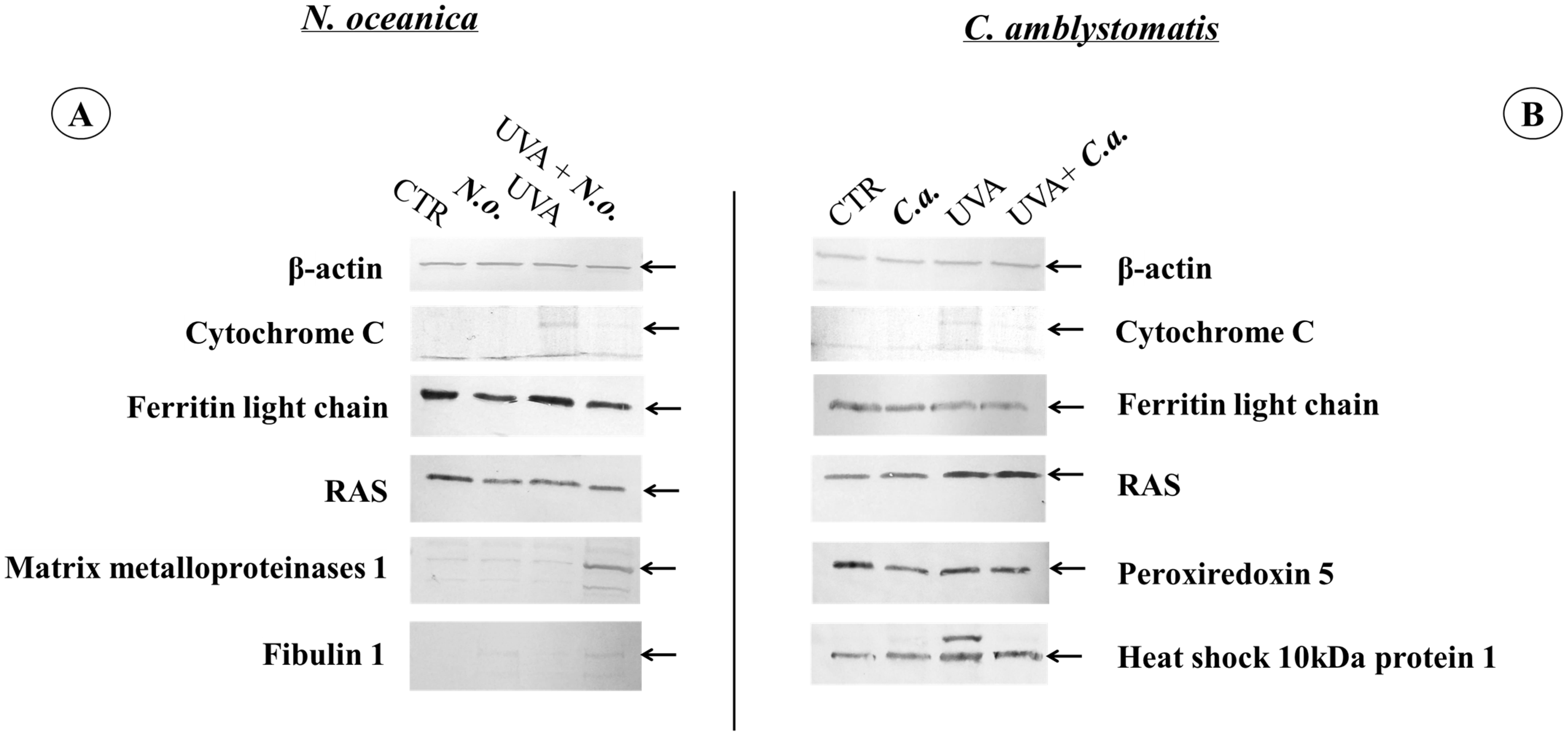 Antioxidants 14 00545 g007