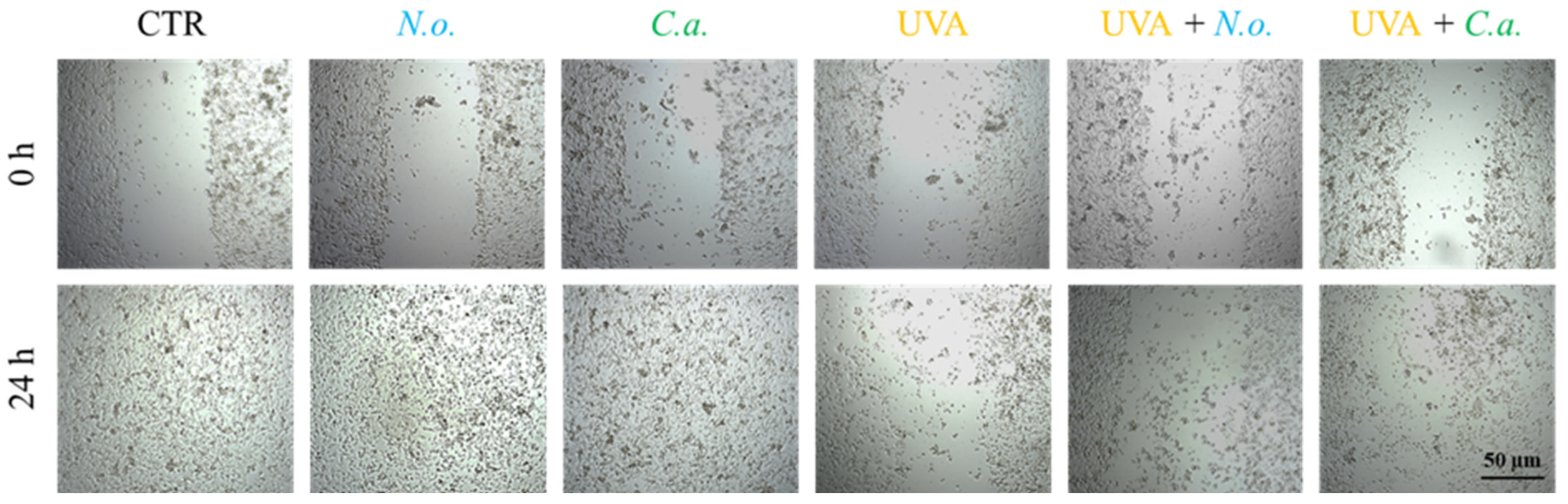 Antioxidants 14 00545 g009