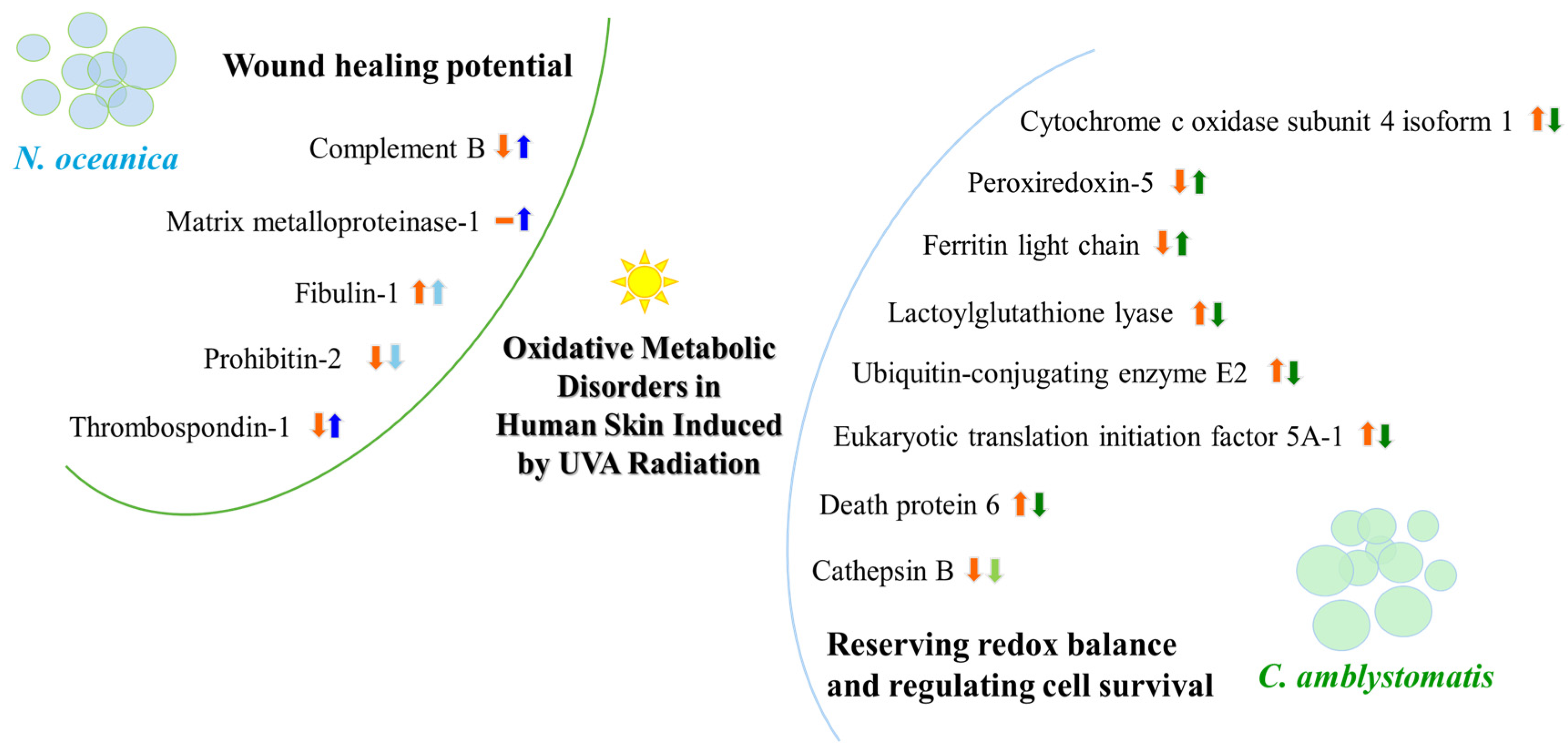 Antioxidants 14 00545 g010