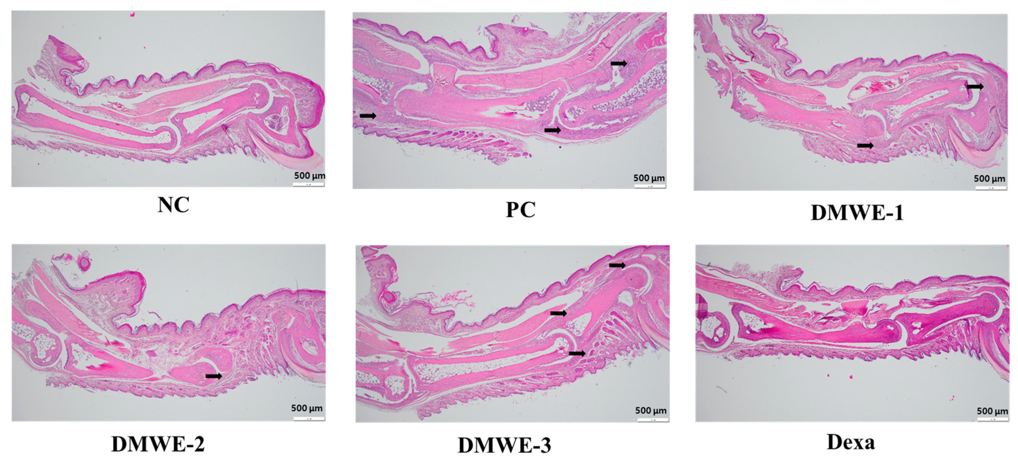 Antioxidants 14 00548 g011
