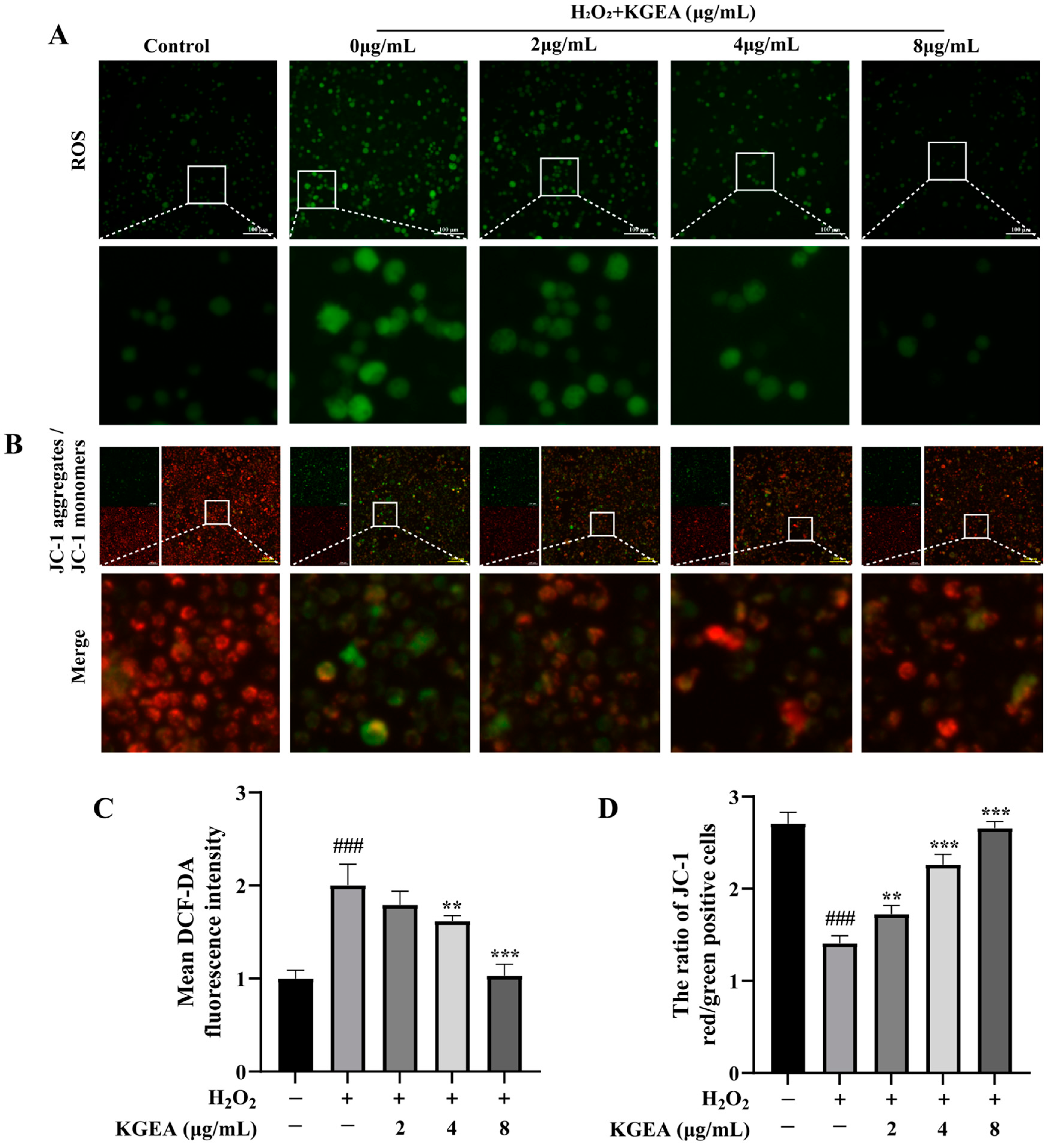 Antioxidants 14 00551 g006