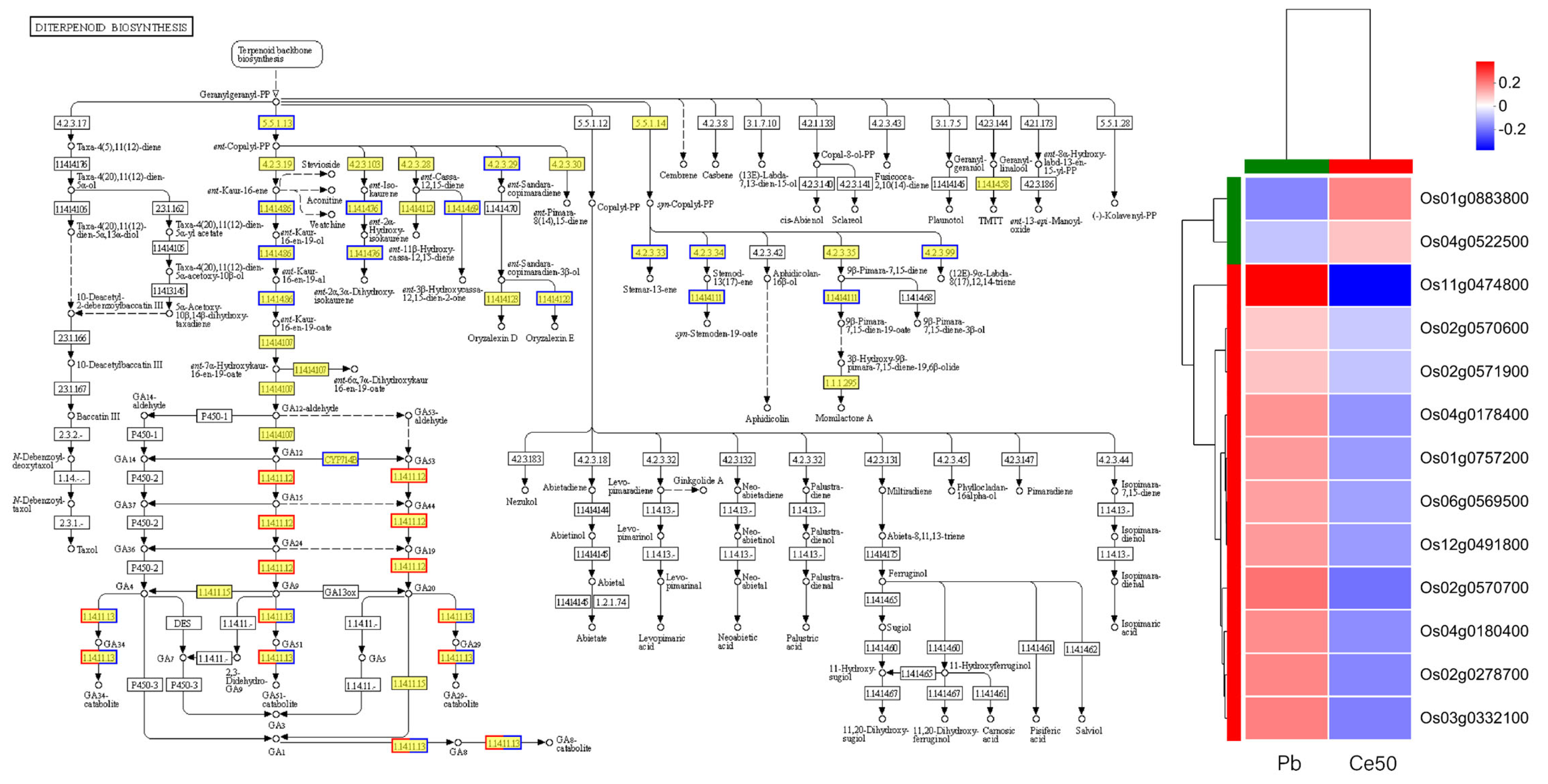 Antioxidants 14 00552 g005