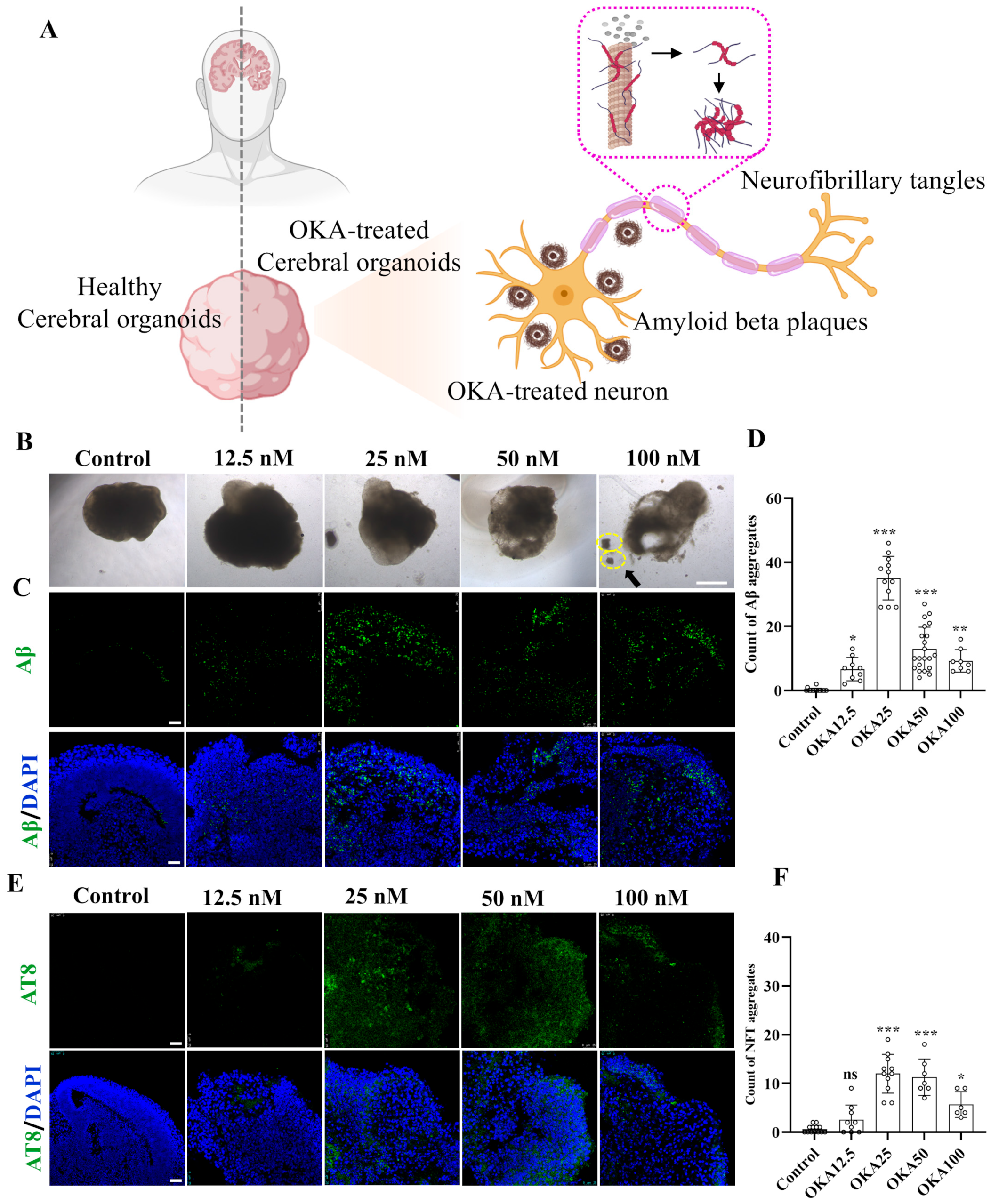 Antioxidants 14 00553 g002