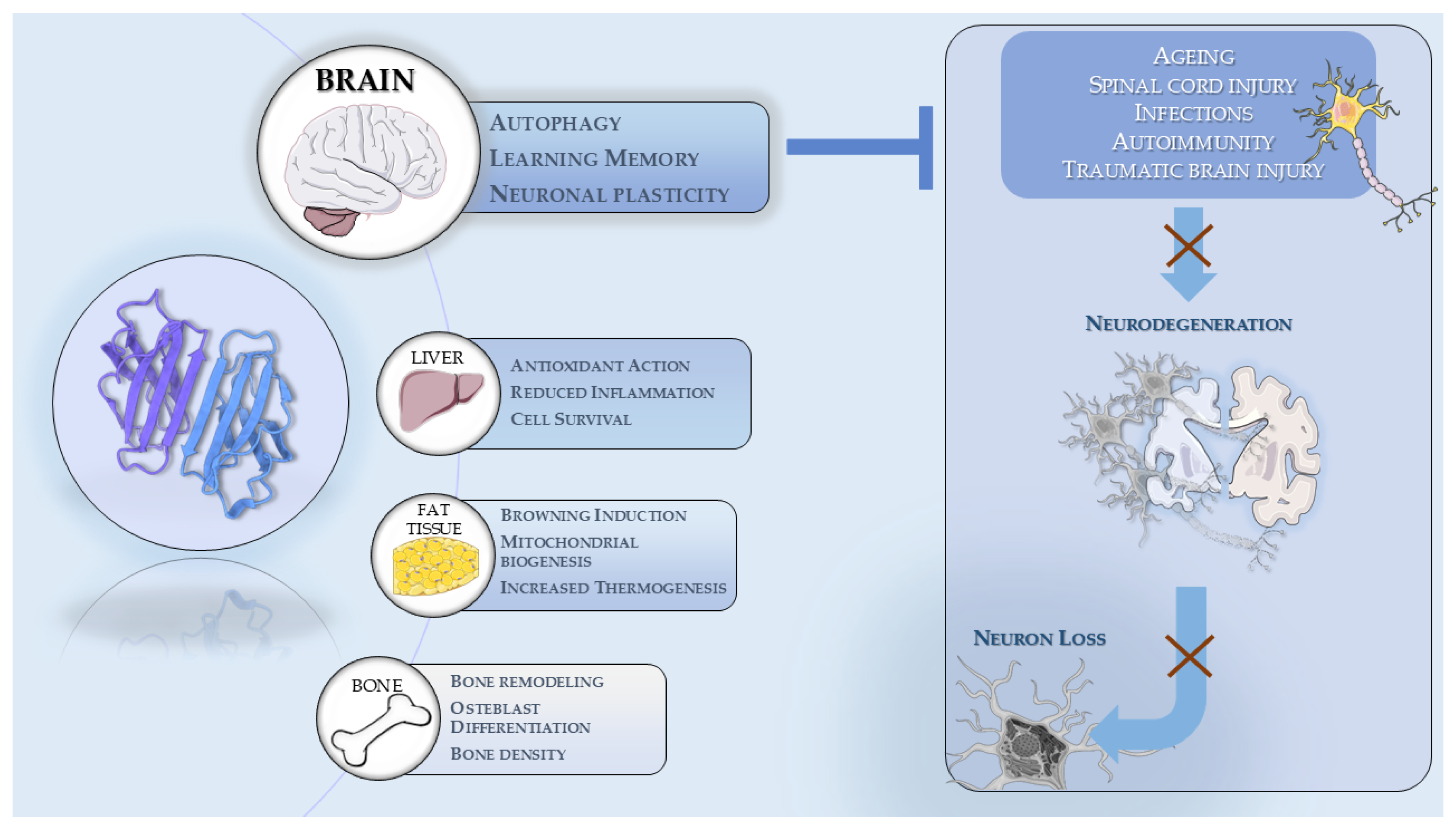 Antioxidants 14 00554 g001