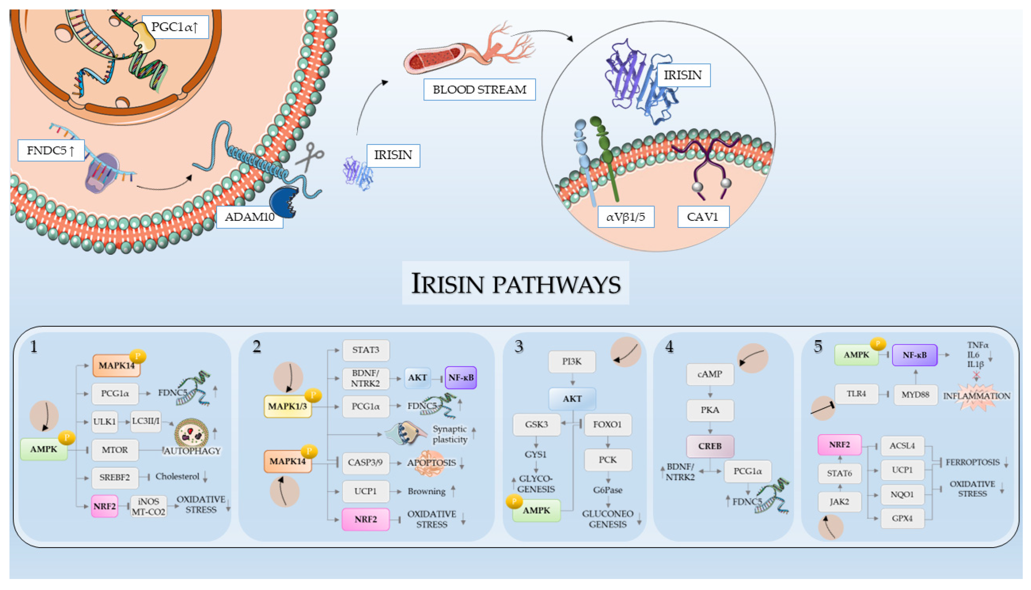 Antioxidants 14 00554 g002