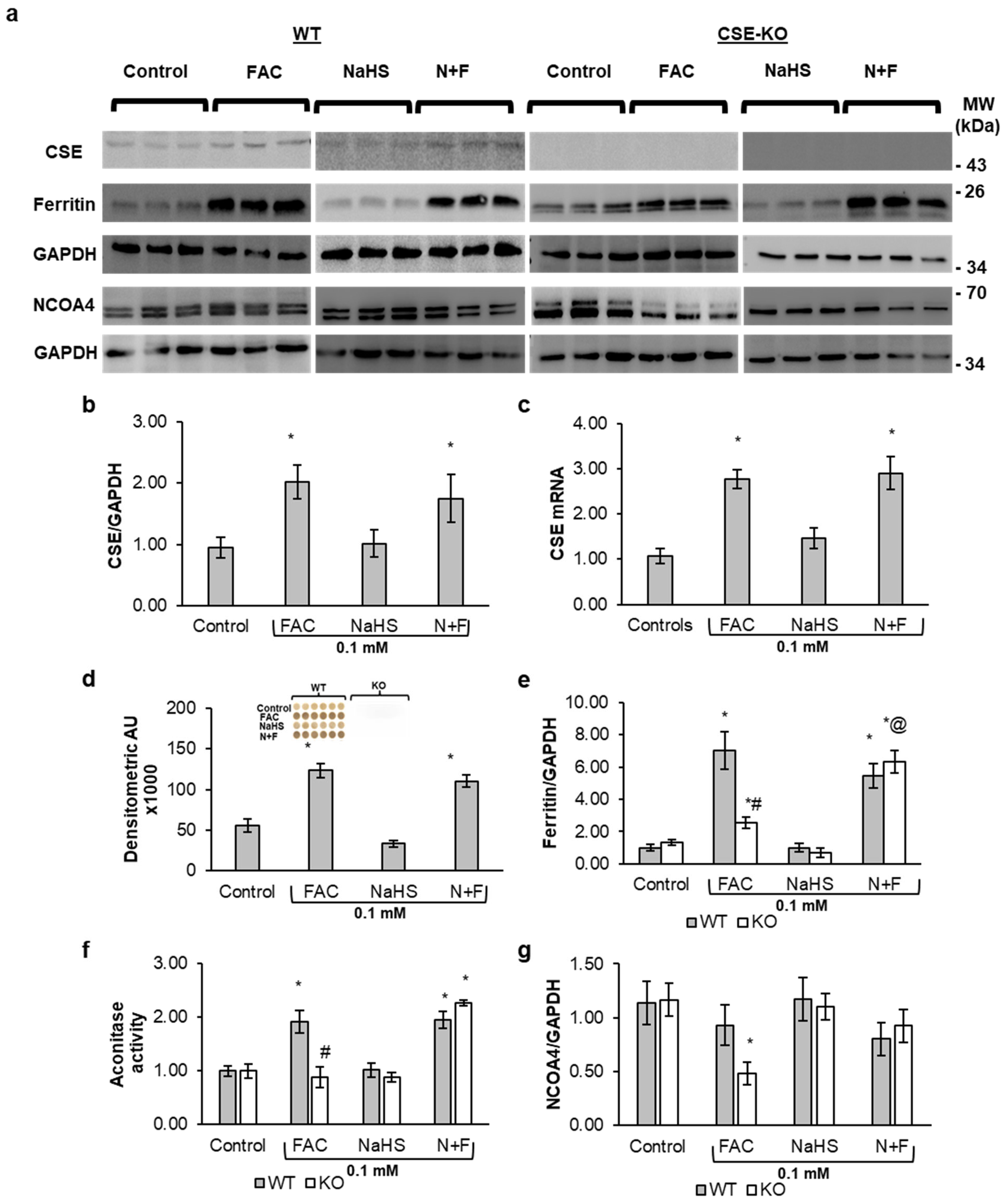 Antioxidants 14 00560 g002