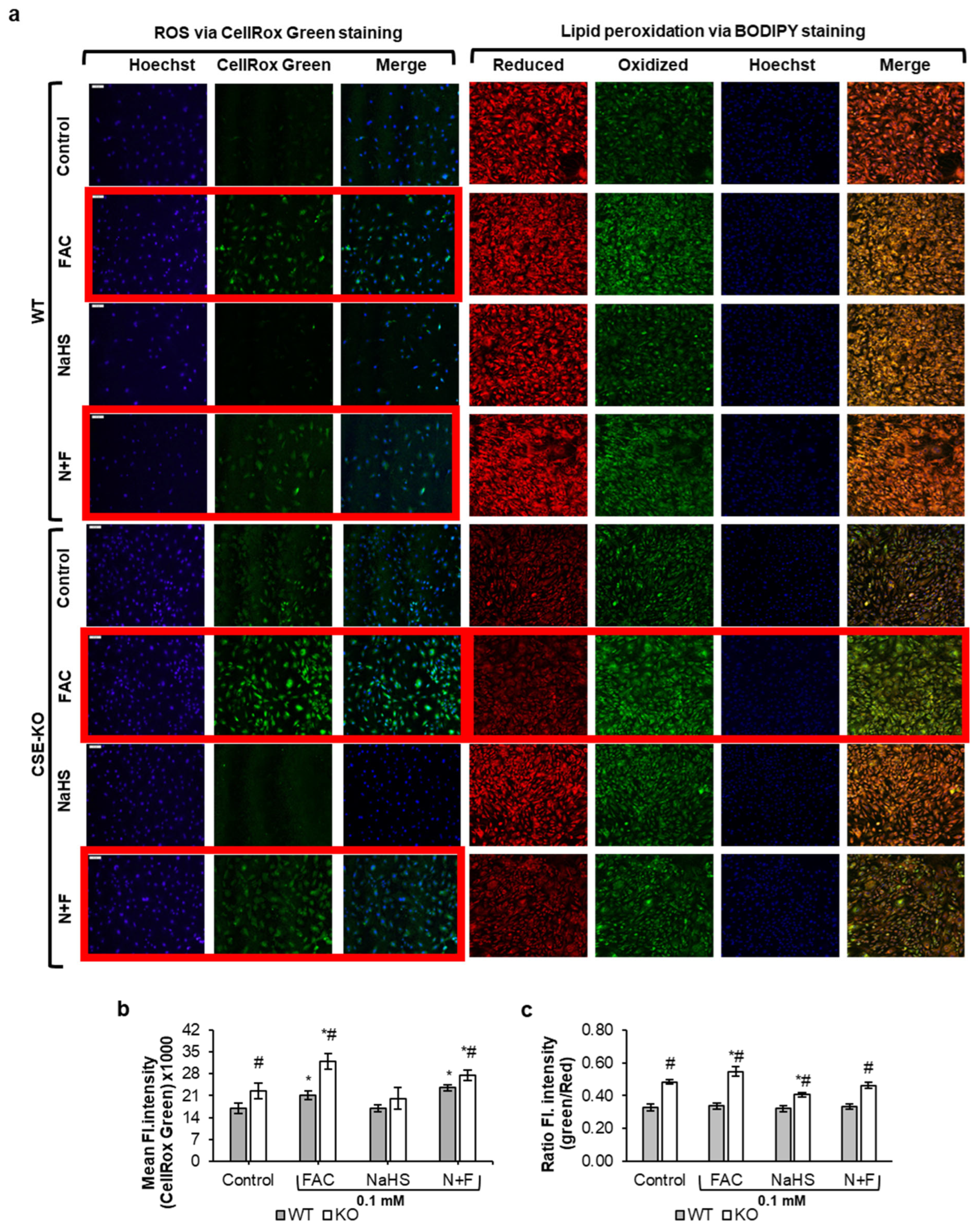 Antioxidants 14 00560 g003