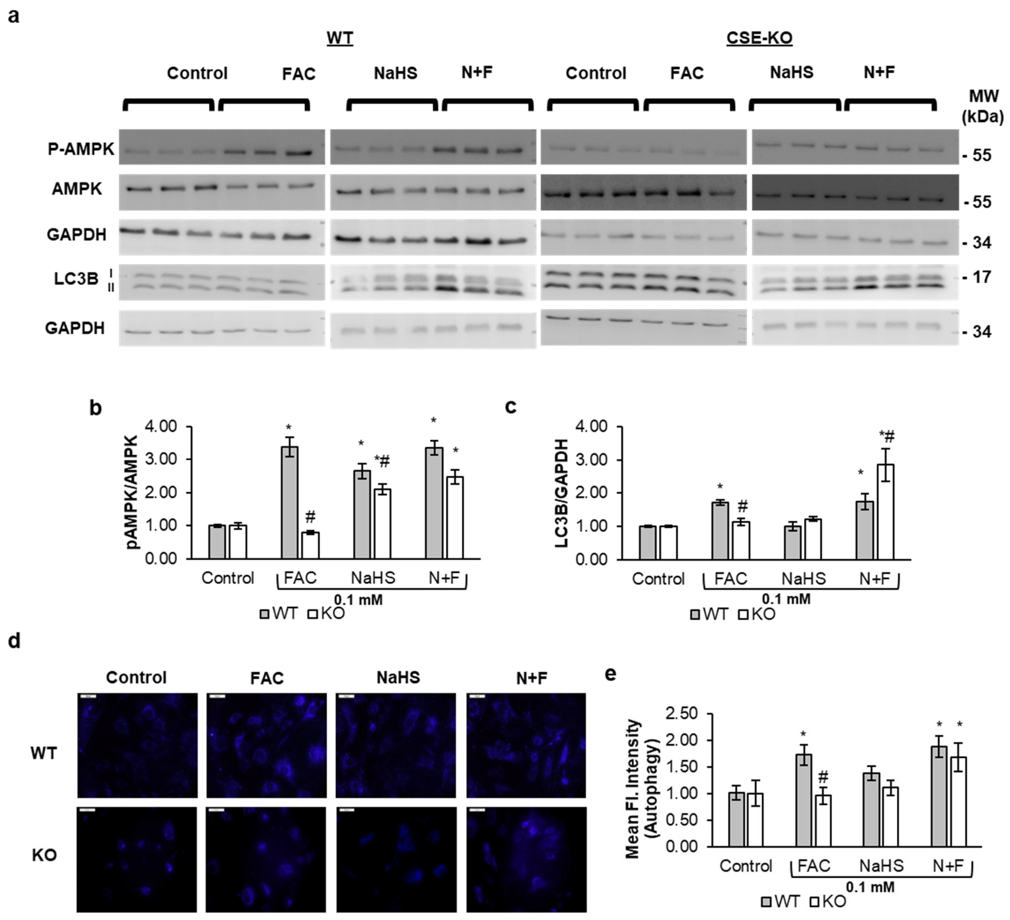 Antioxidants 14 00560 g007
