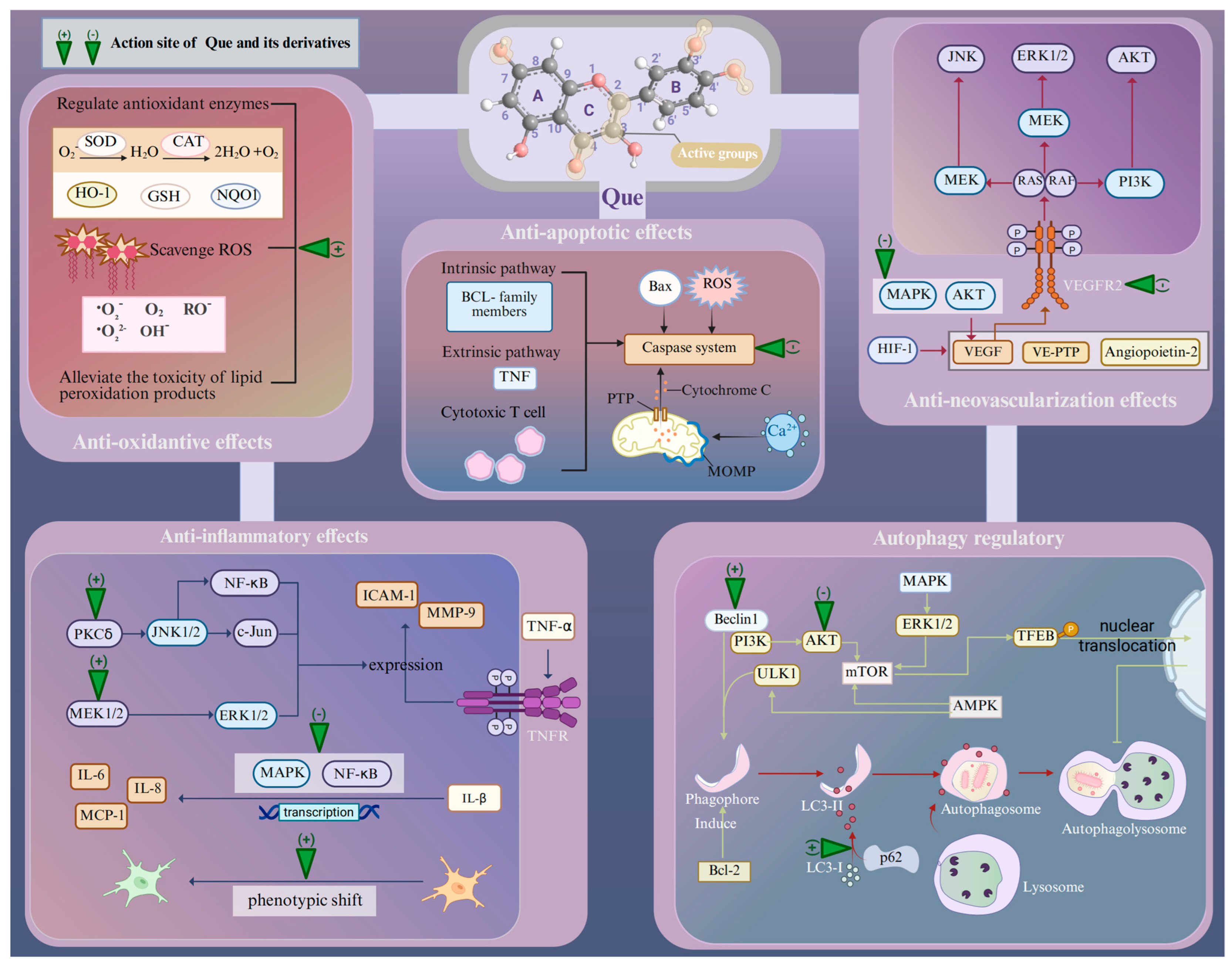 Antioxidants 14 00561 g001