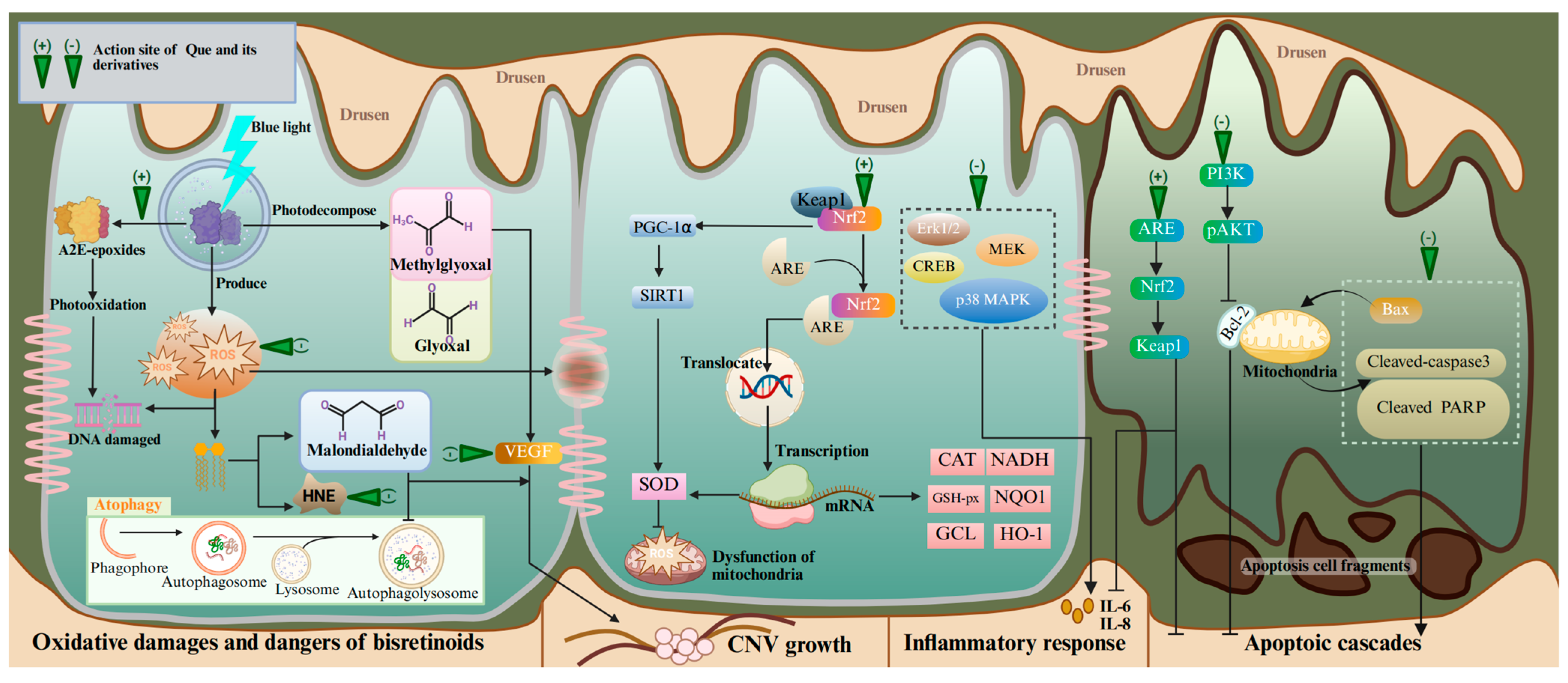 Antioxidants 14 00561 g002