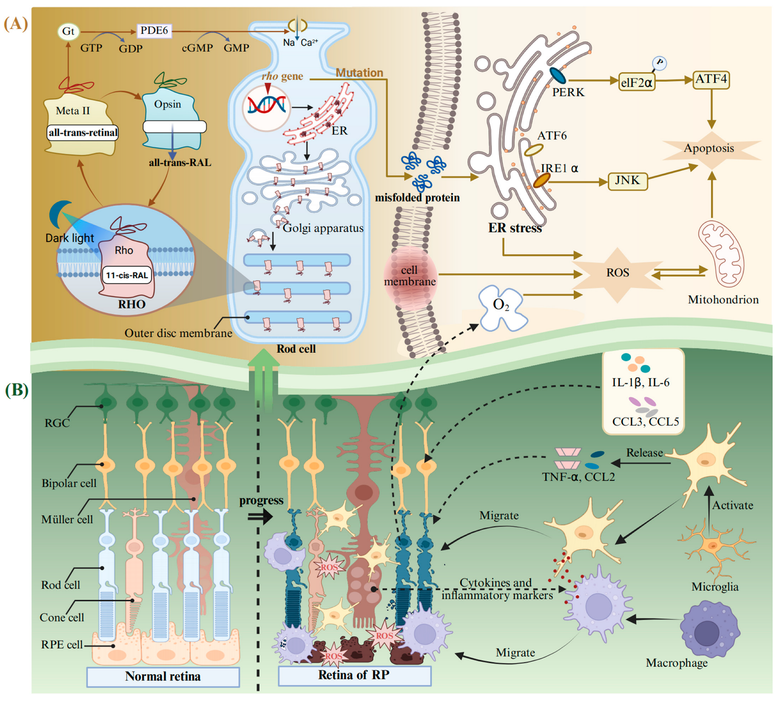 Antioxidants 14 00561 g003