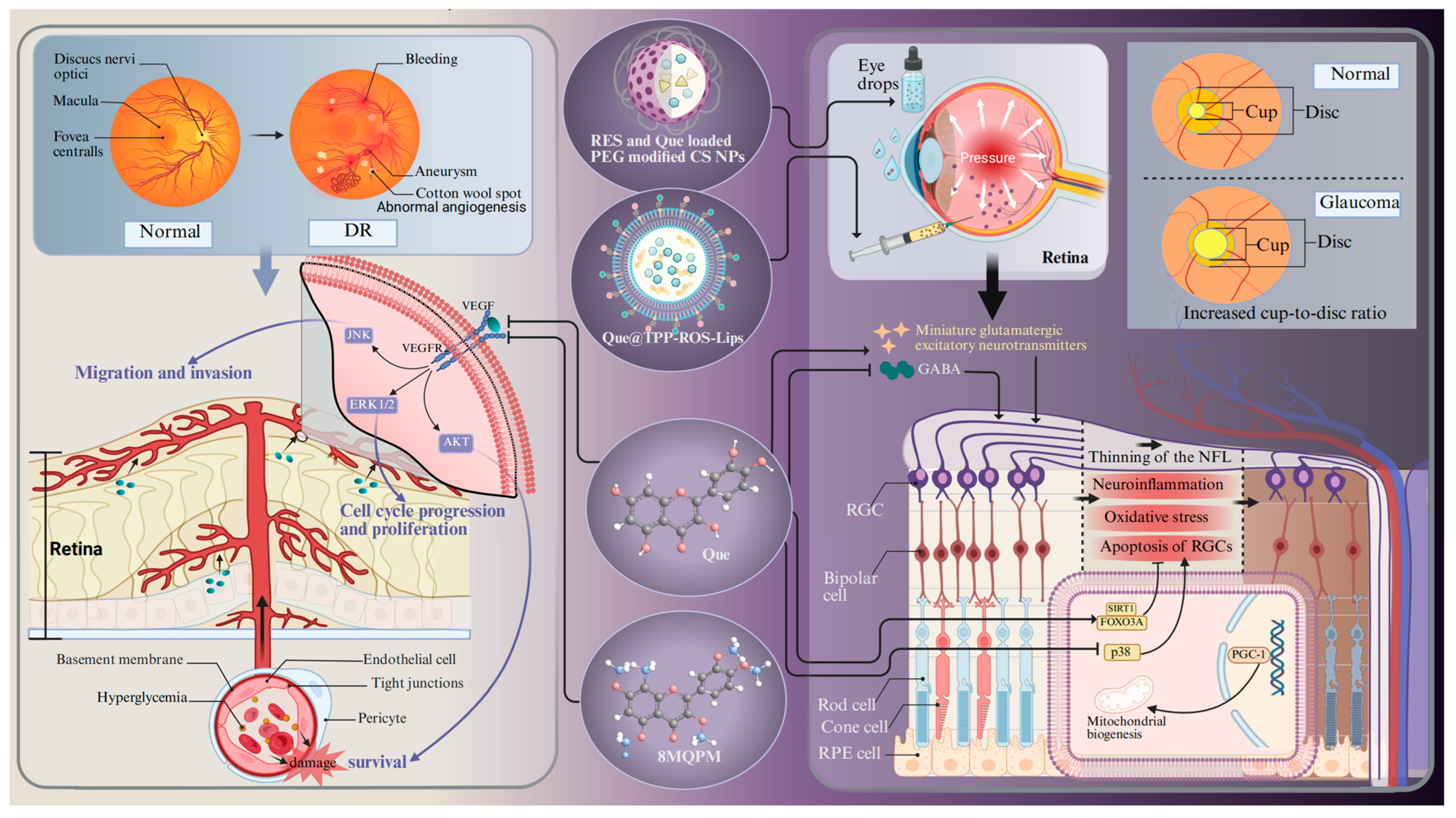 Antioxidants 14 00561 g004