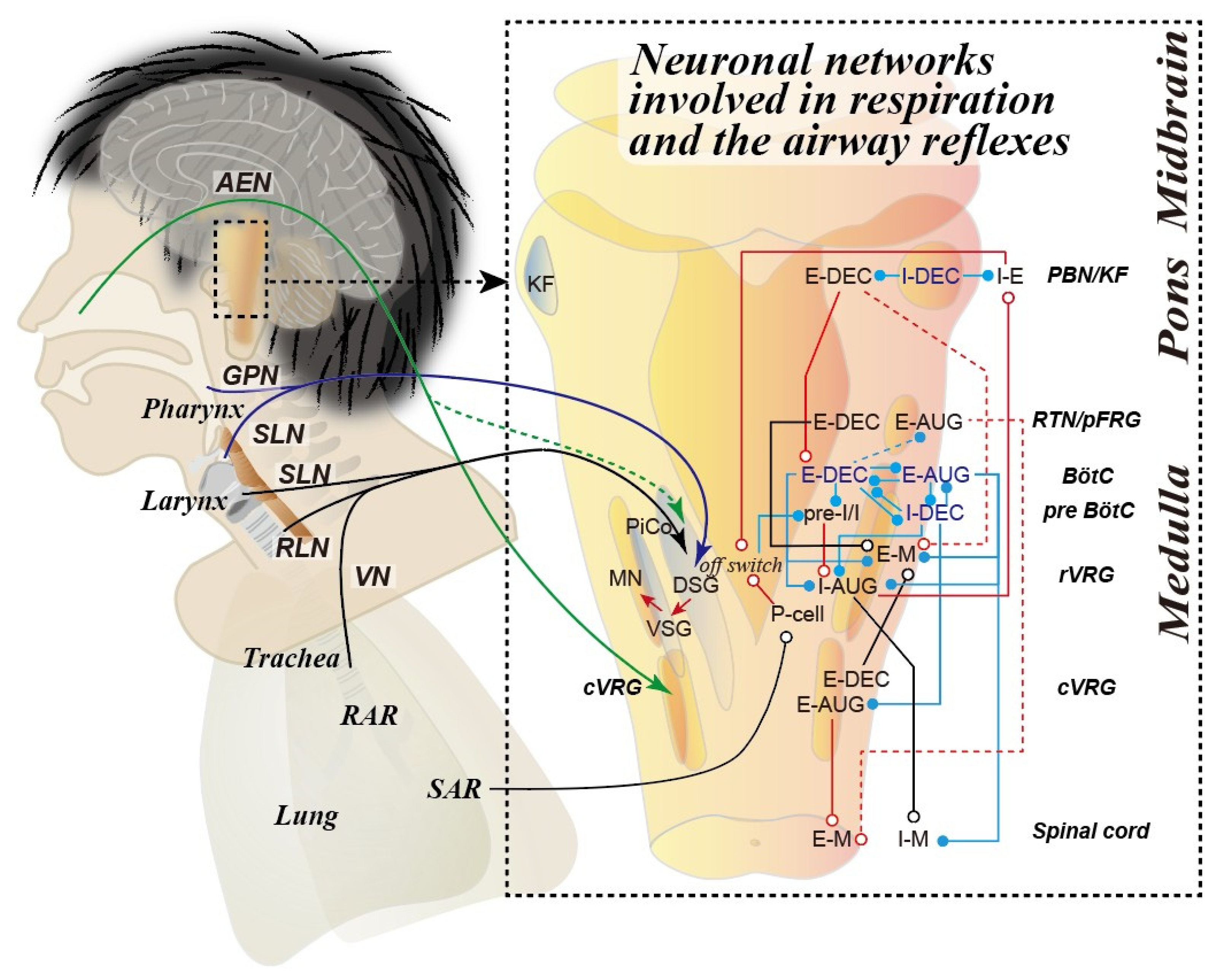 Antioxidants 14 00568 g001