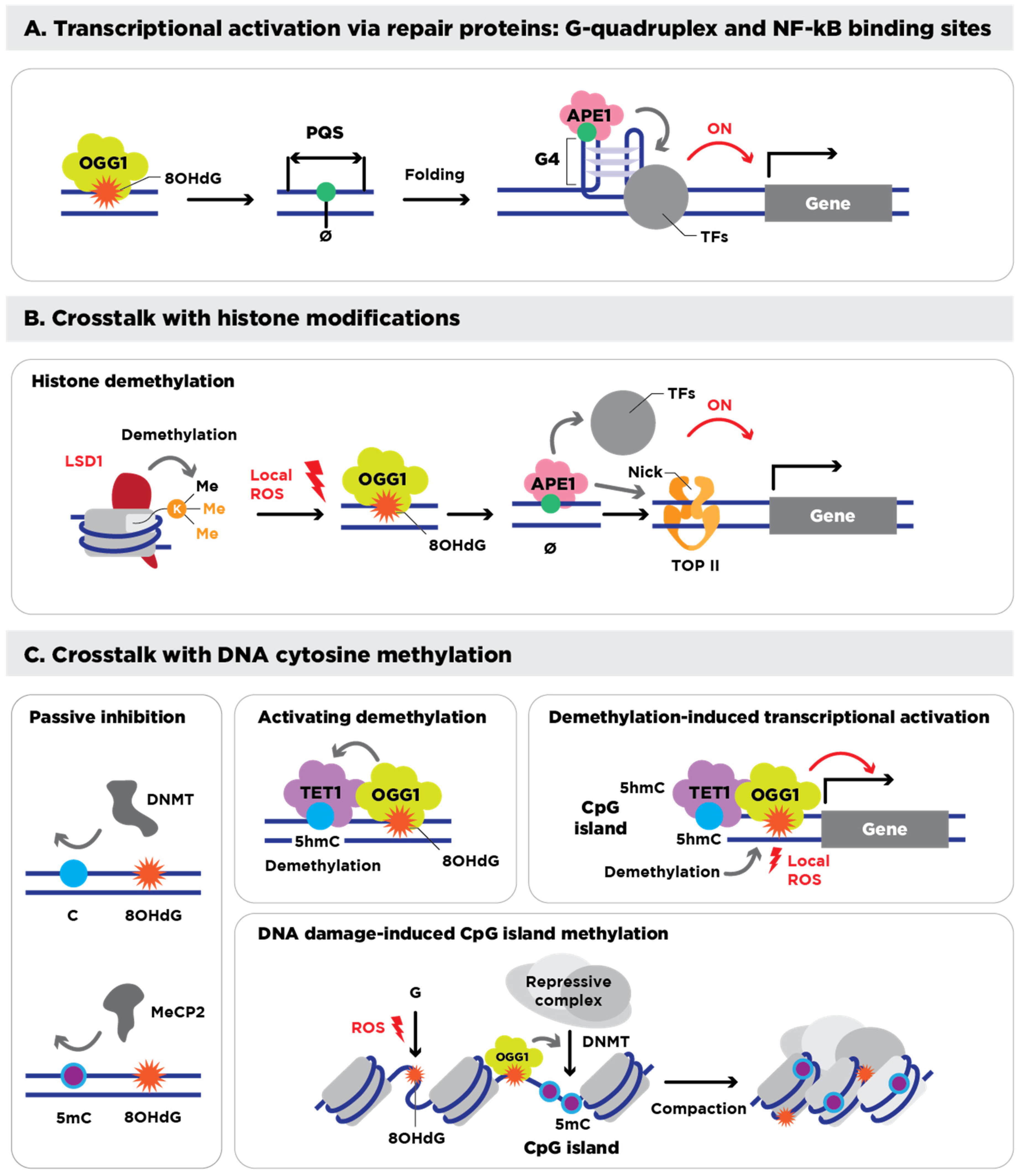 Antioxidants 14 00570 g001