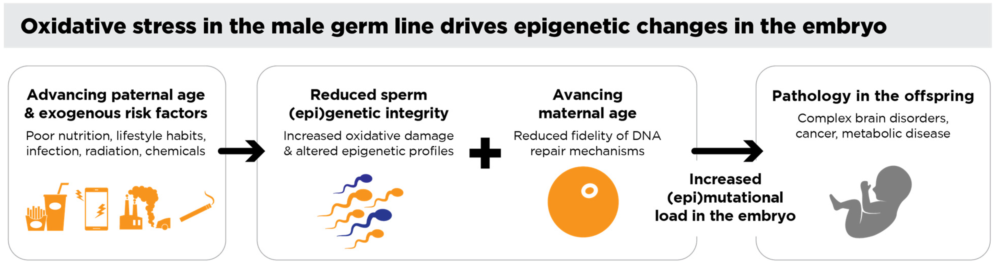 Antioxidants 14 00570 g002