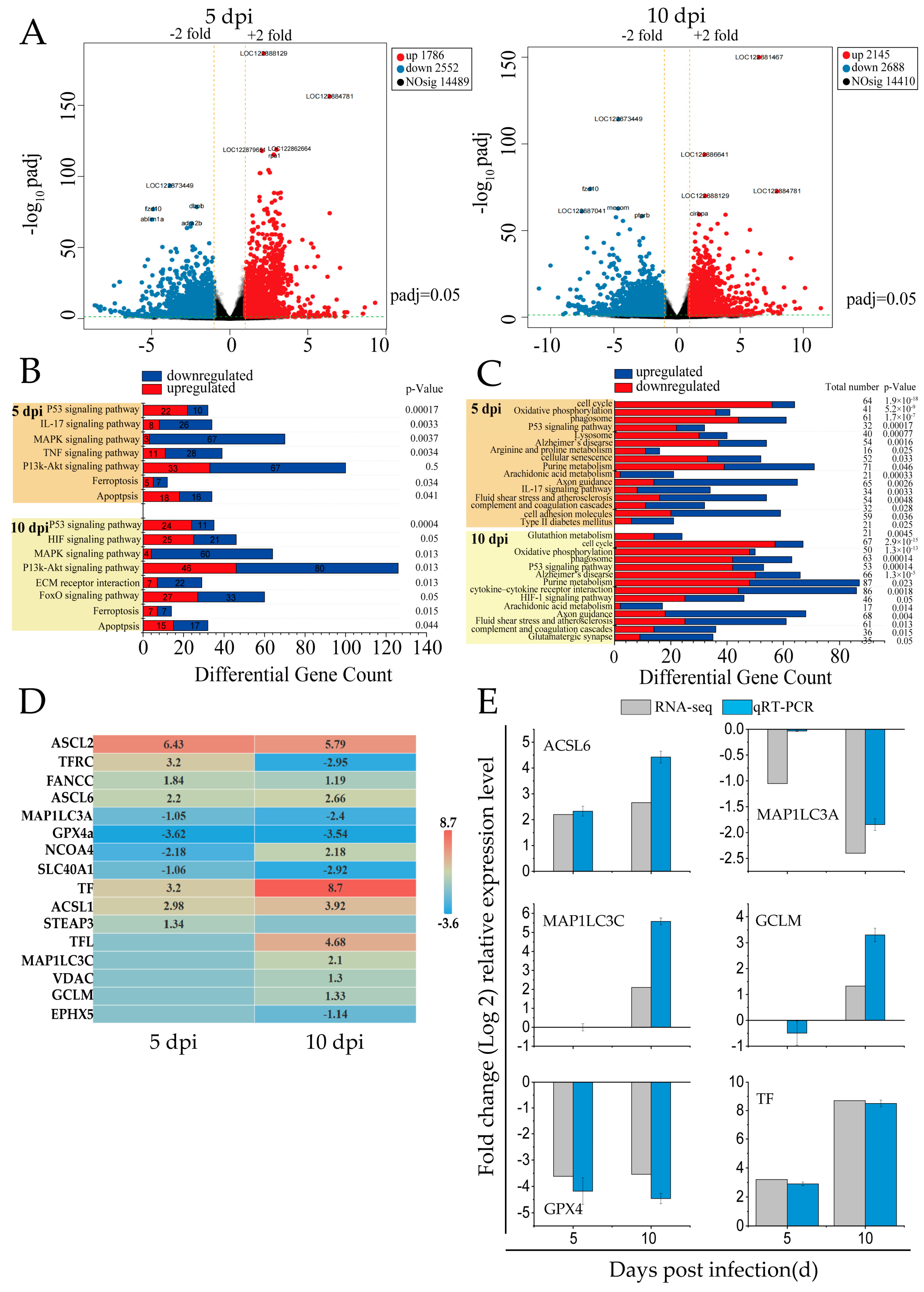 Antioxidants 14 00576 g001
