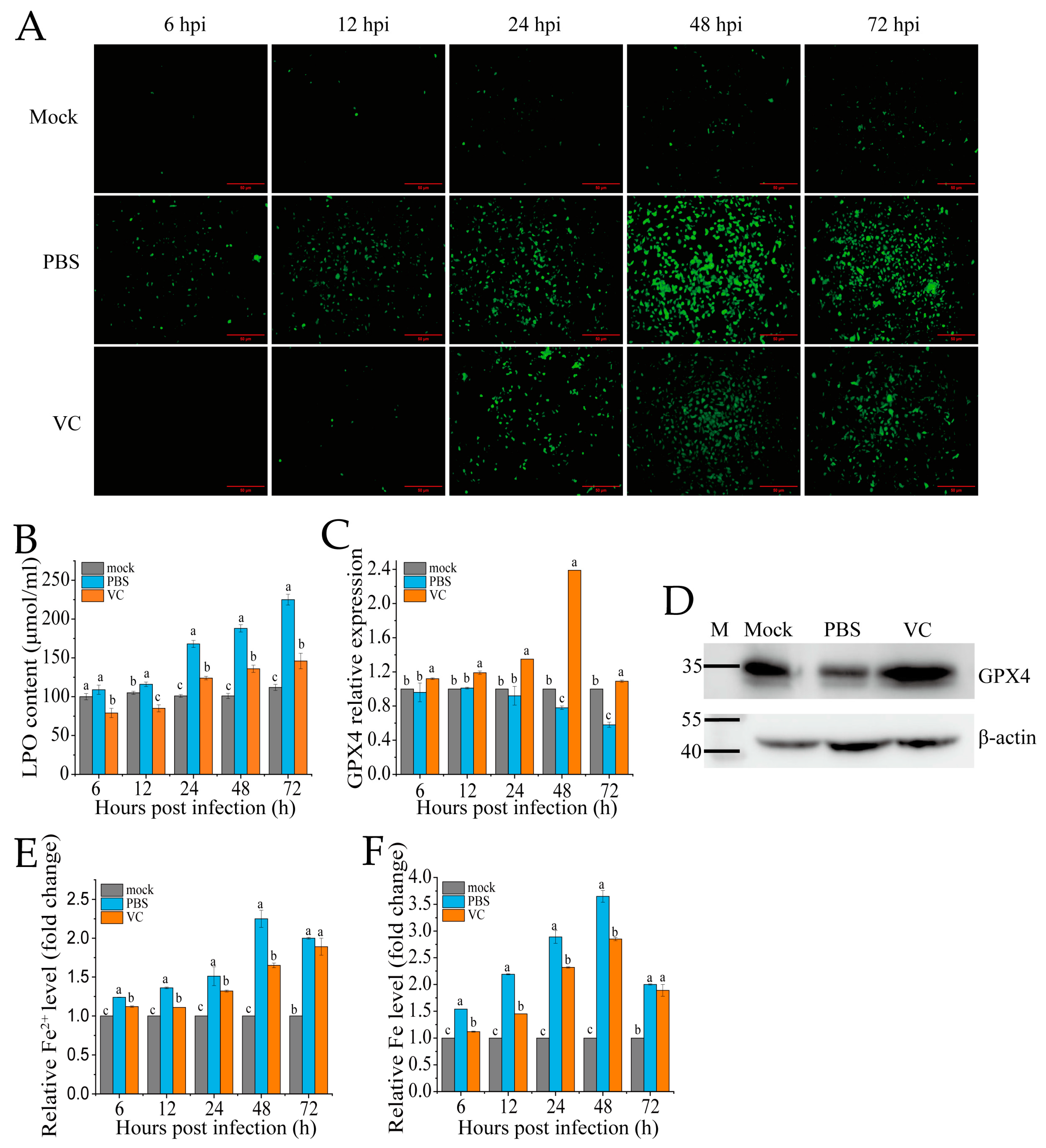 Antioxidants 14 00576 g004