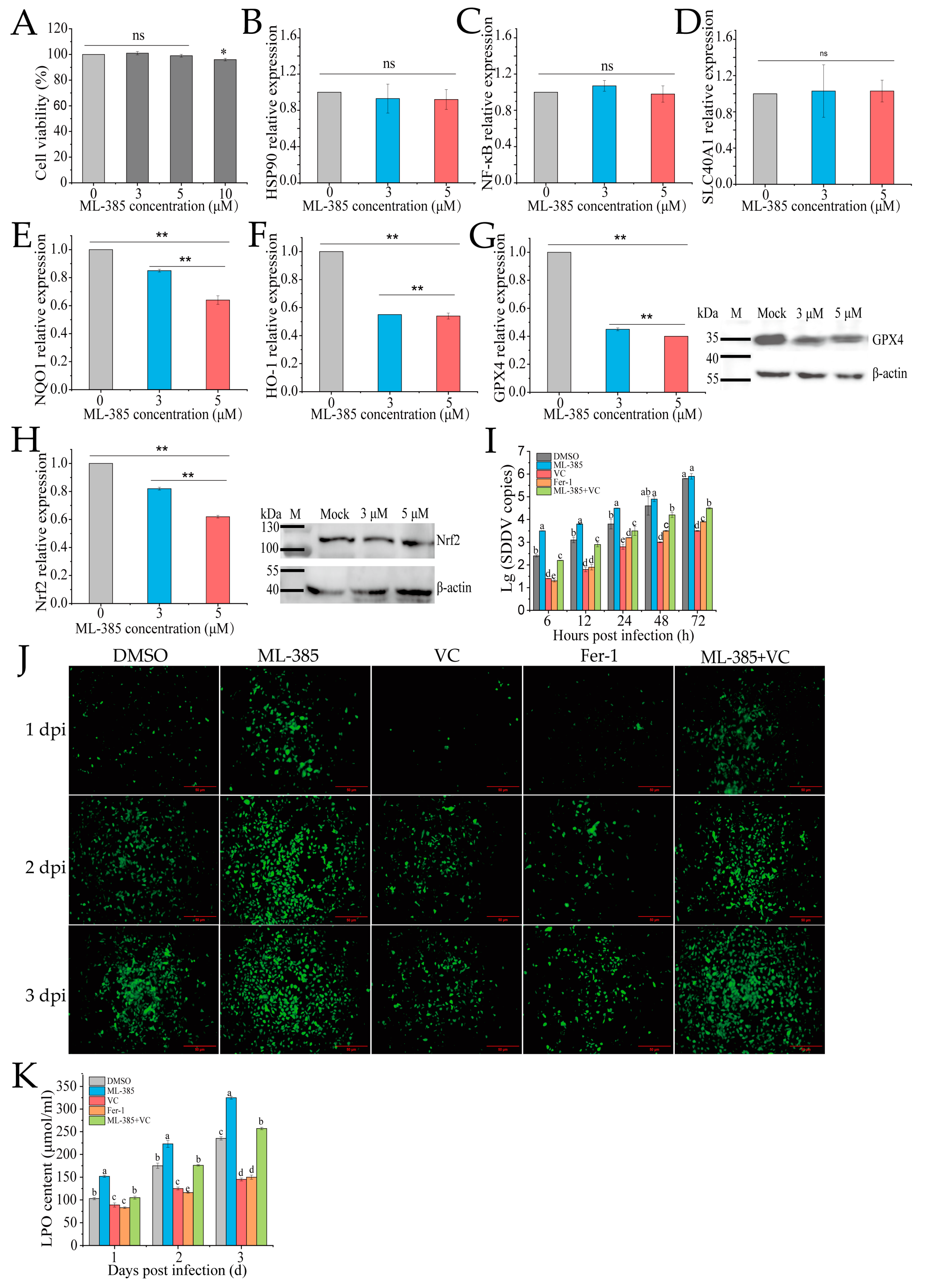 Antioxidants 14 00576 g005