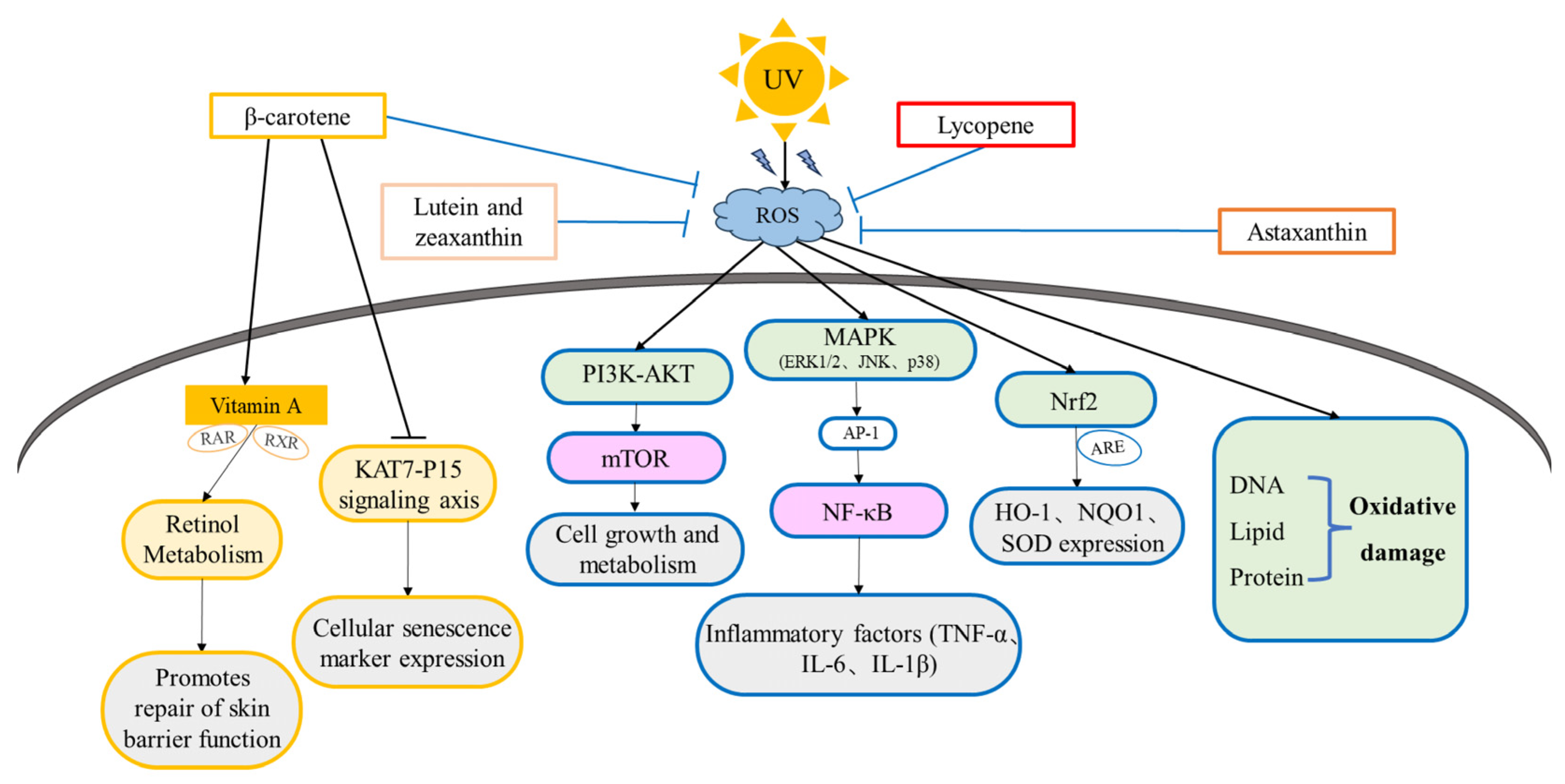 Antioxidants 14 00577 g004