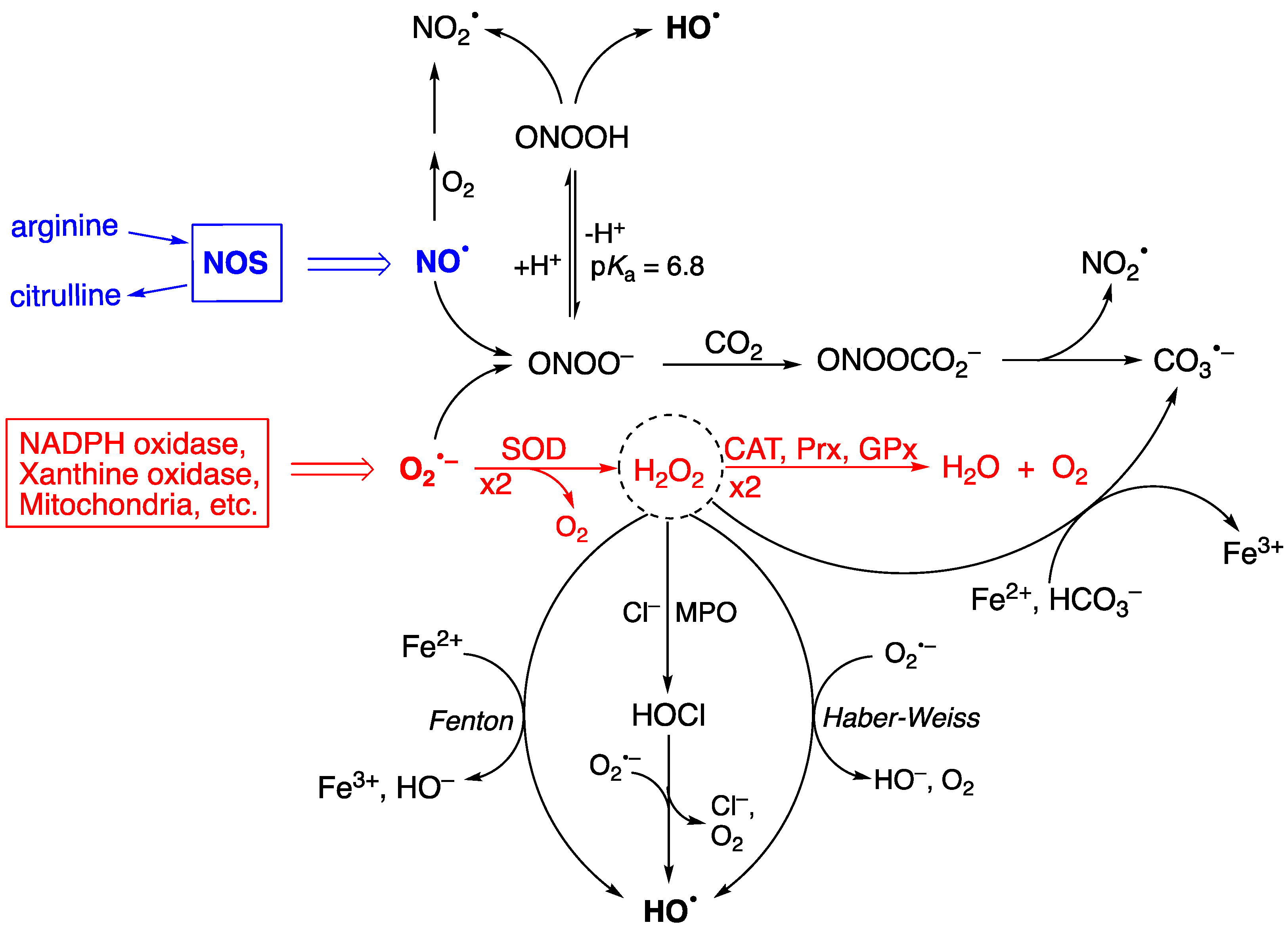 Antioxidants 14 00578 g001