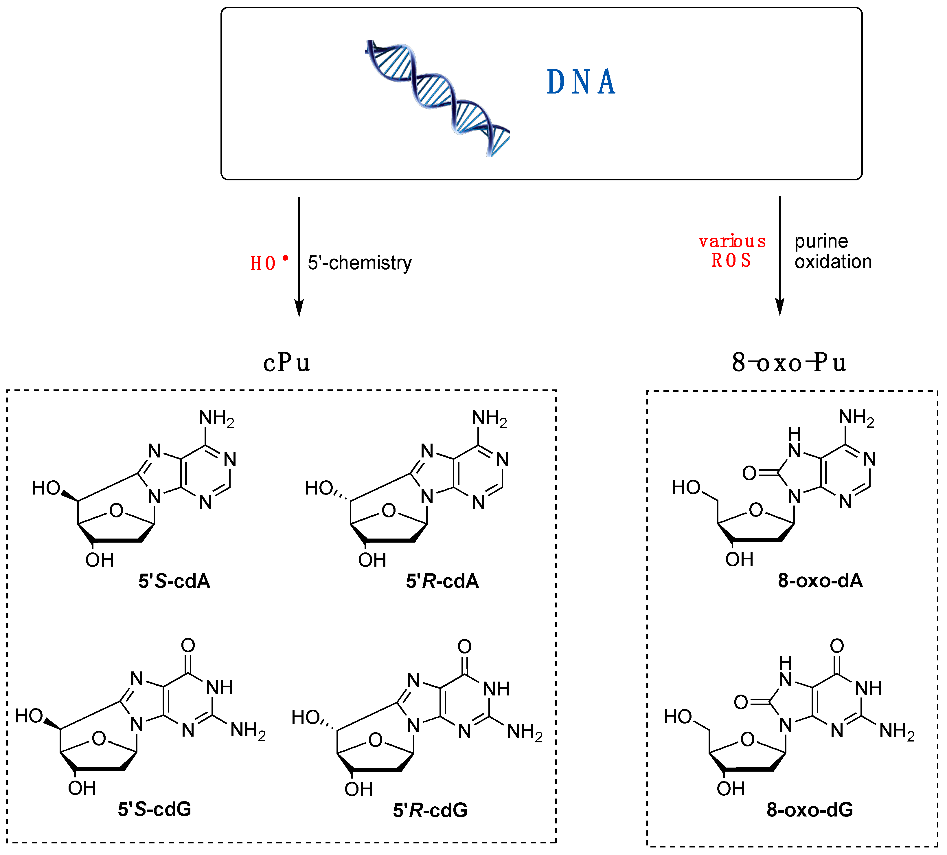 Antioxidants 14 00578 g002