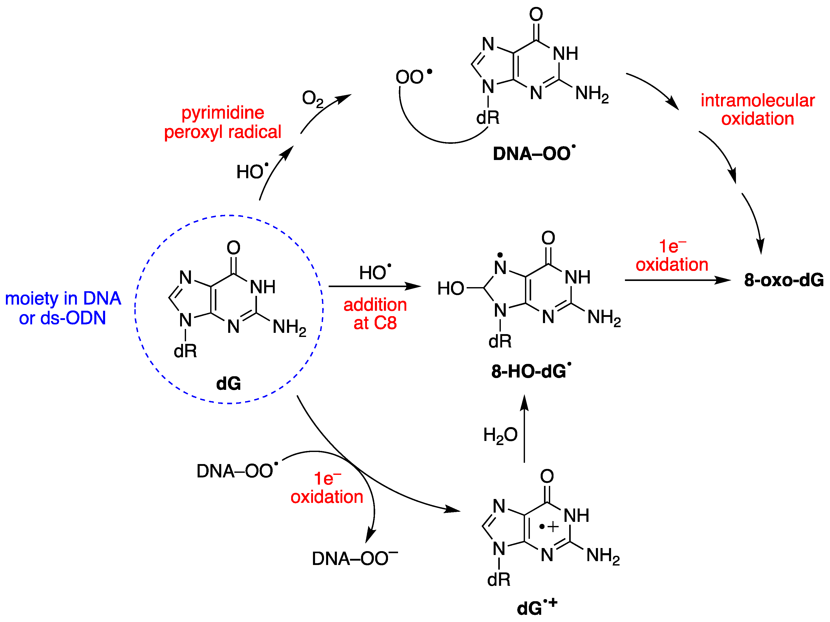 Antioxidants 14 00578 g004