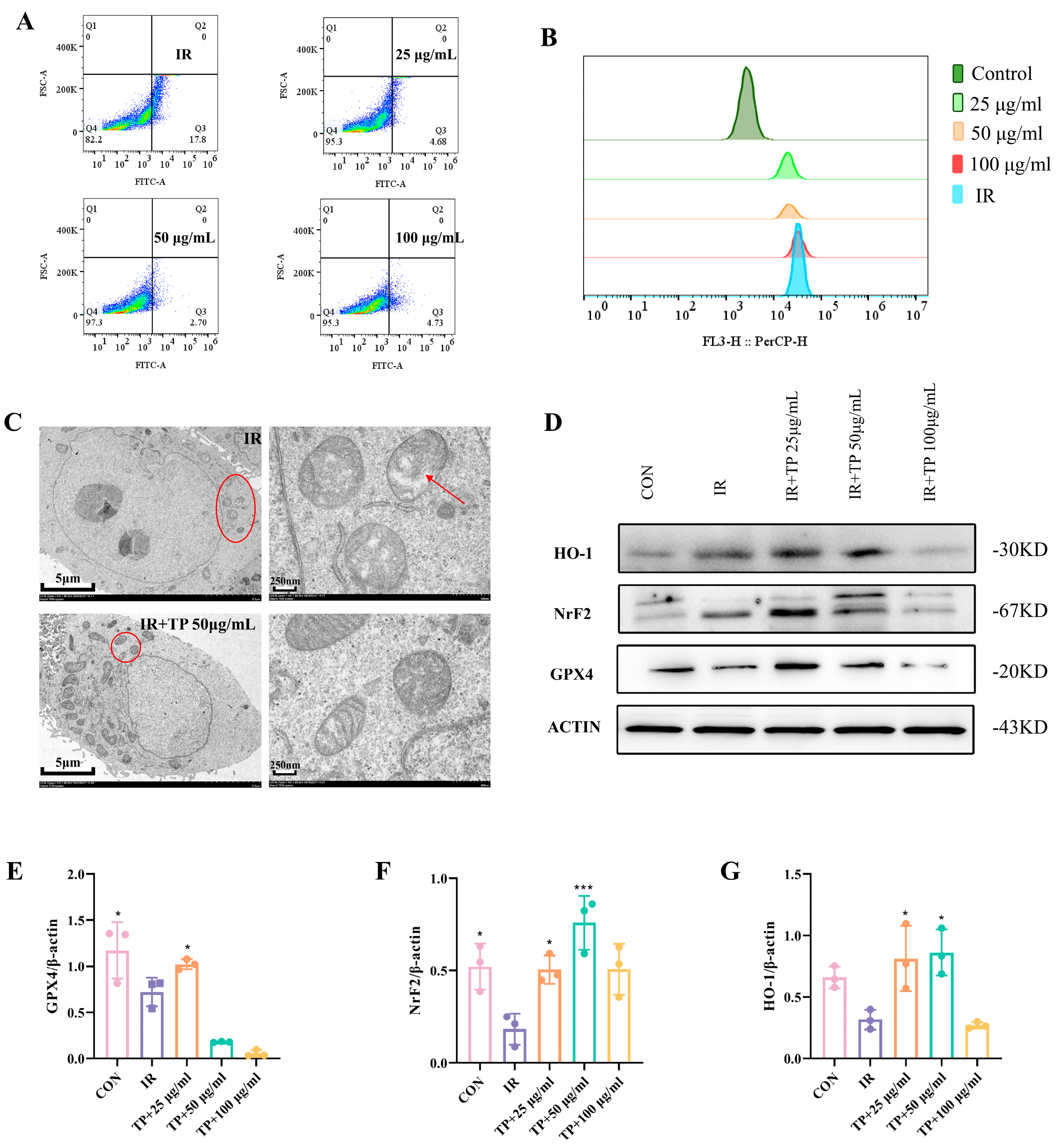 Antioxidants 14 00580 g002