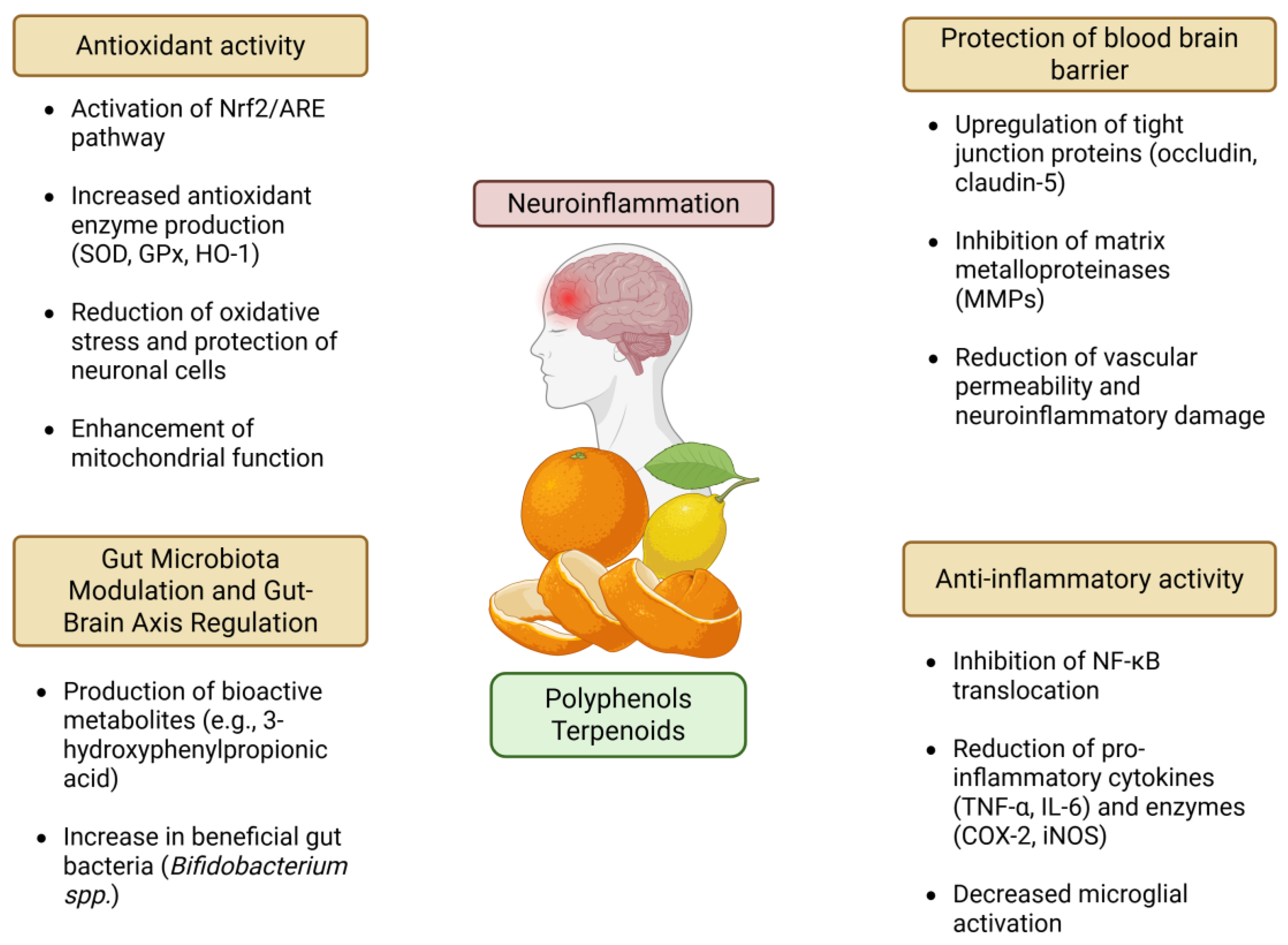 Antioxidants 14 00581 g004